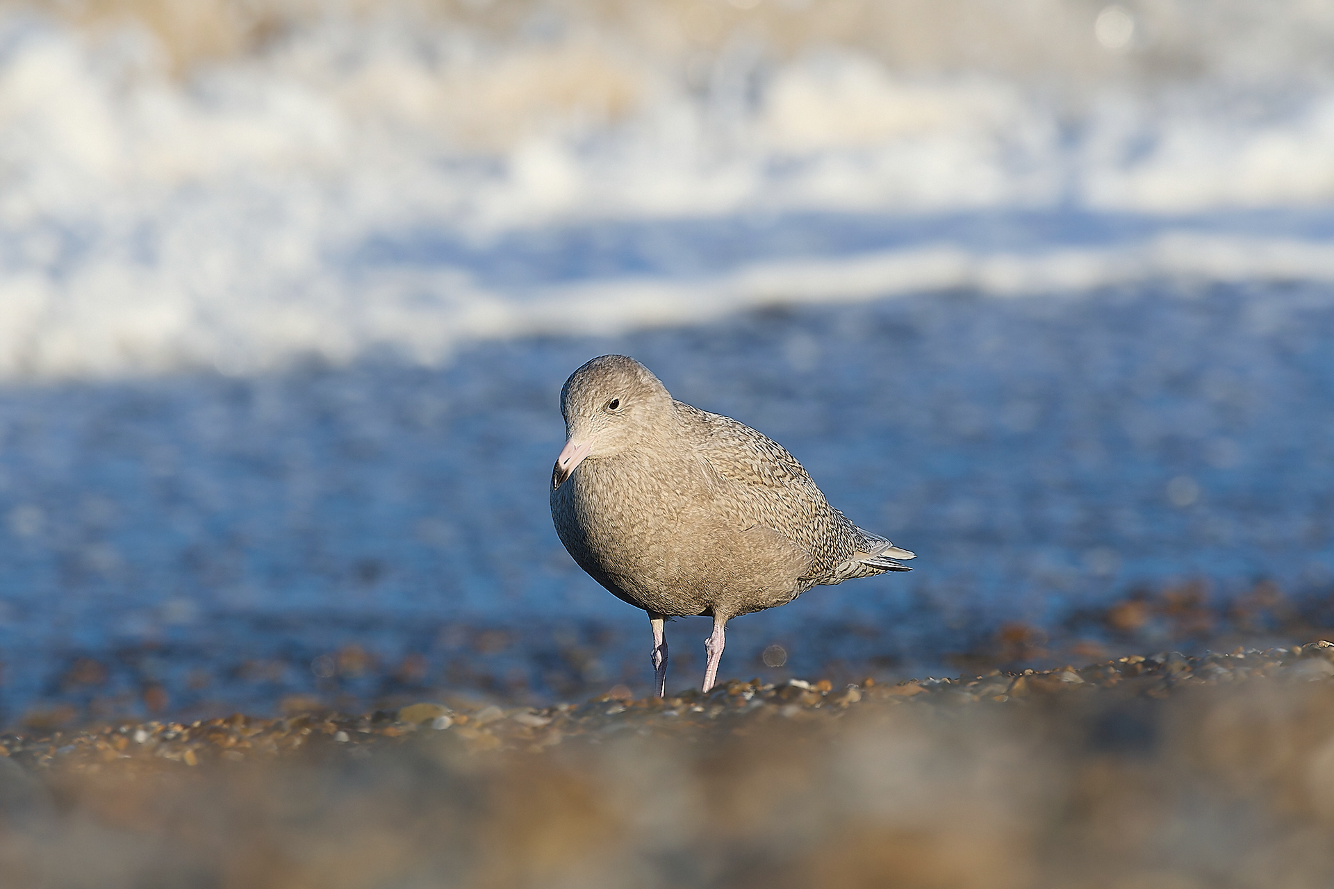 Glaucous Gull