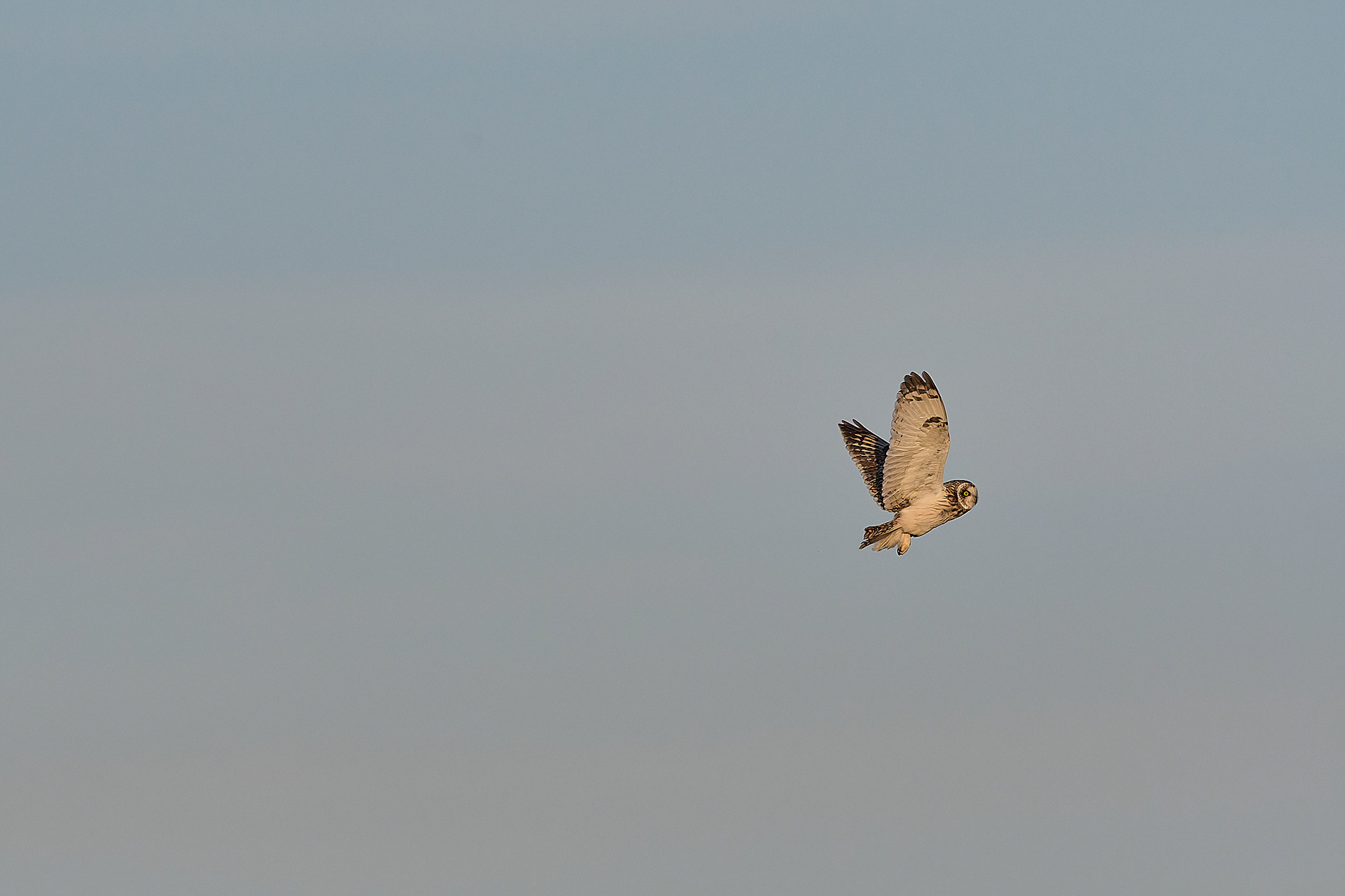 Short-eared Owl