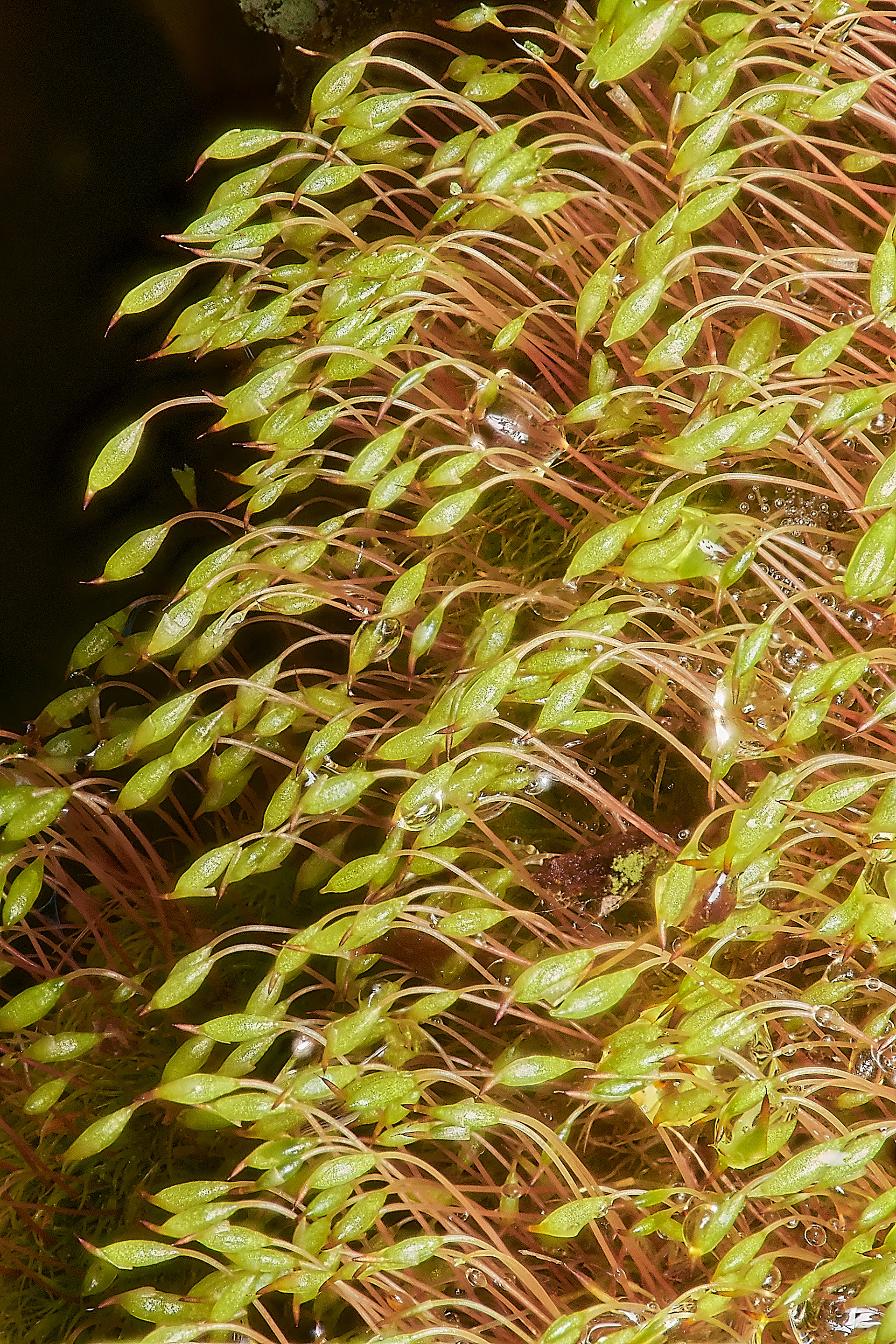 Cape Thread-moss (Orthodontium lineare)
