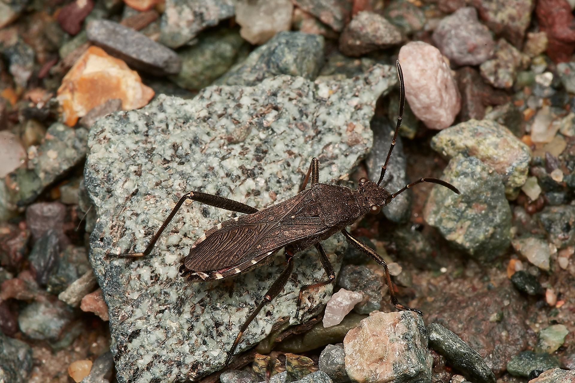 Ant Damsel Bug (Adult) (Hymacerus mirmicoides) Broadland Country Park