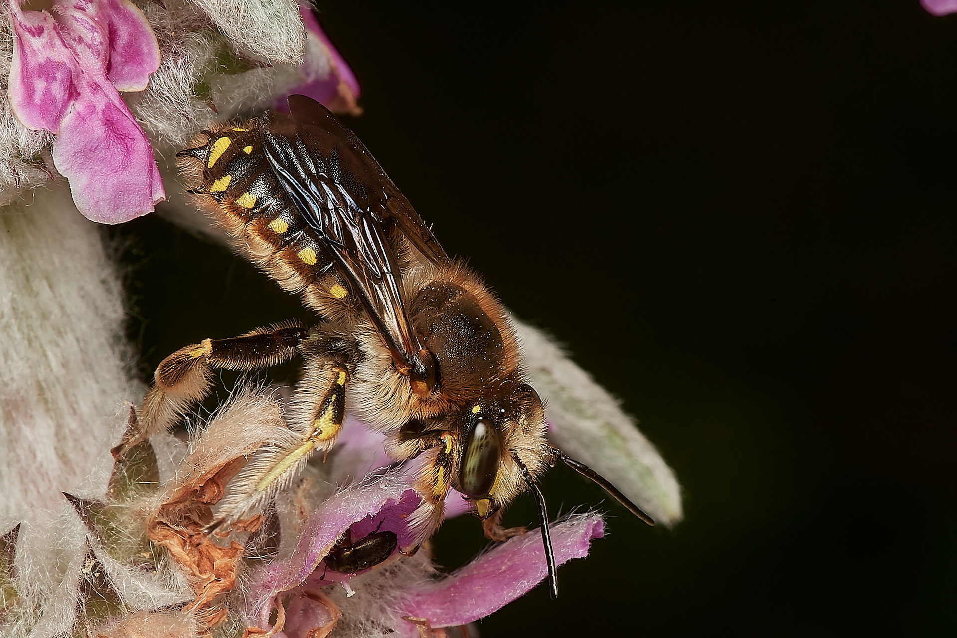 Wool Carder Bee ♂︎ (Anthidium manicatum) Hanworth