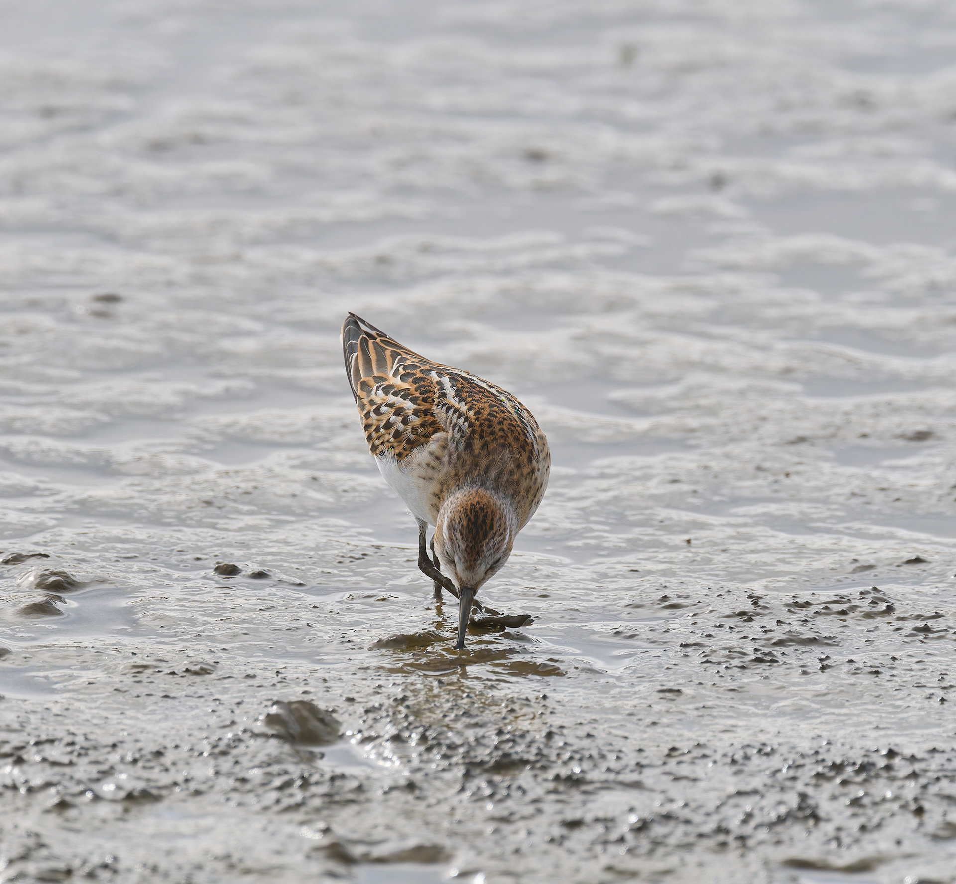Titchwell Little Stint (Calidris minuta) 09/24