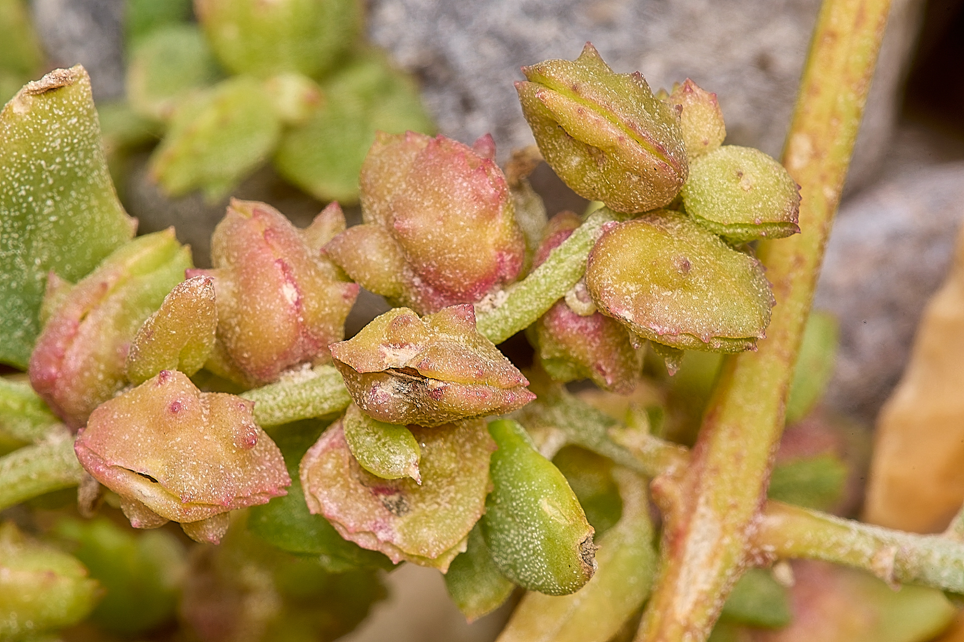 Frosted Orache (Atriplex laciniata)
