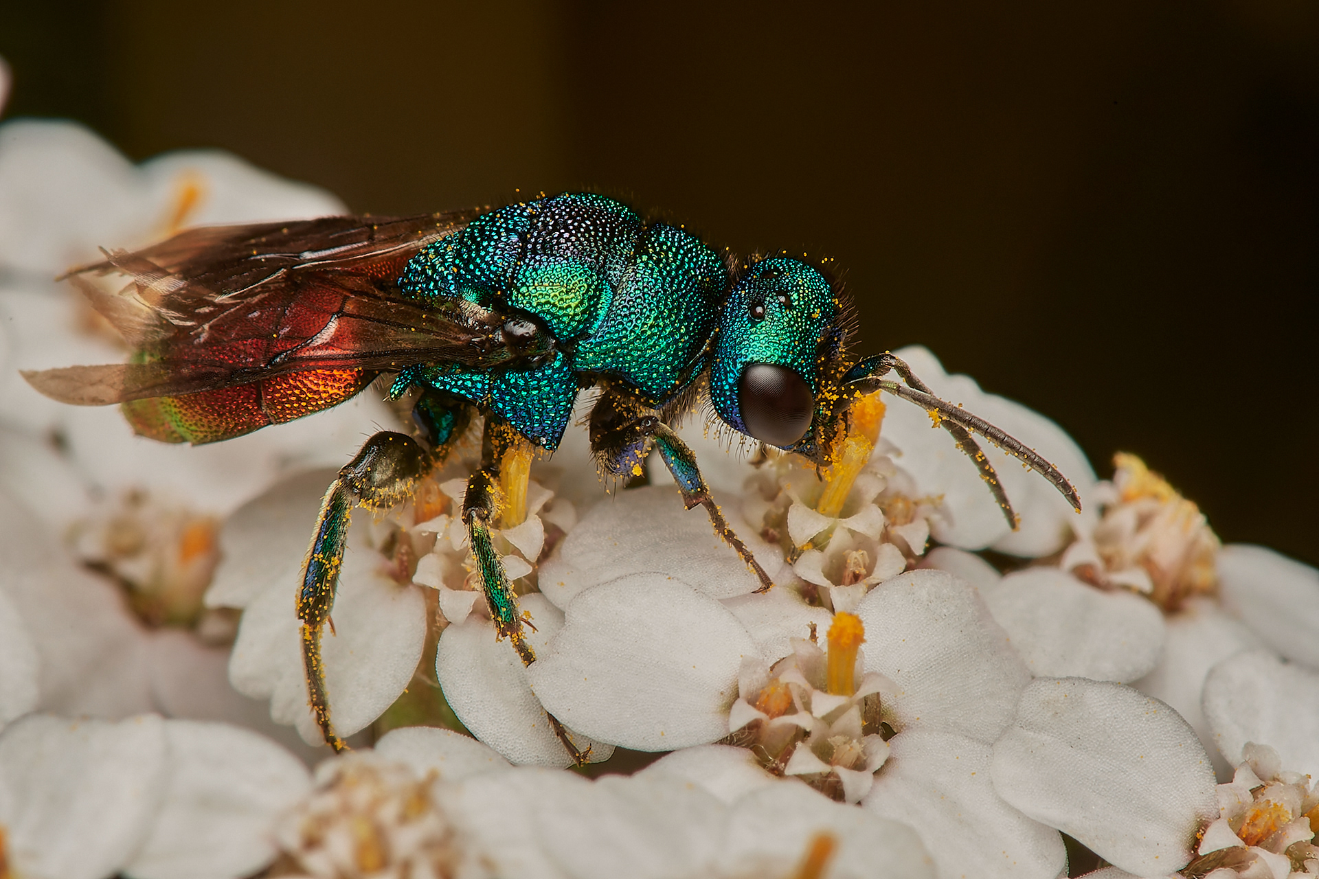 Ruby-tailed Wasp Sp Santon Downham