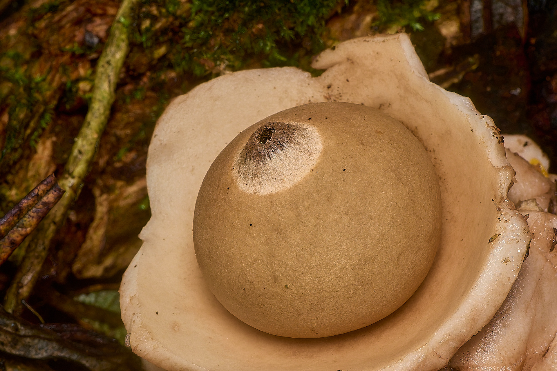 Collared Earthstar (Geastrum triplex)