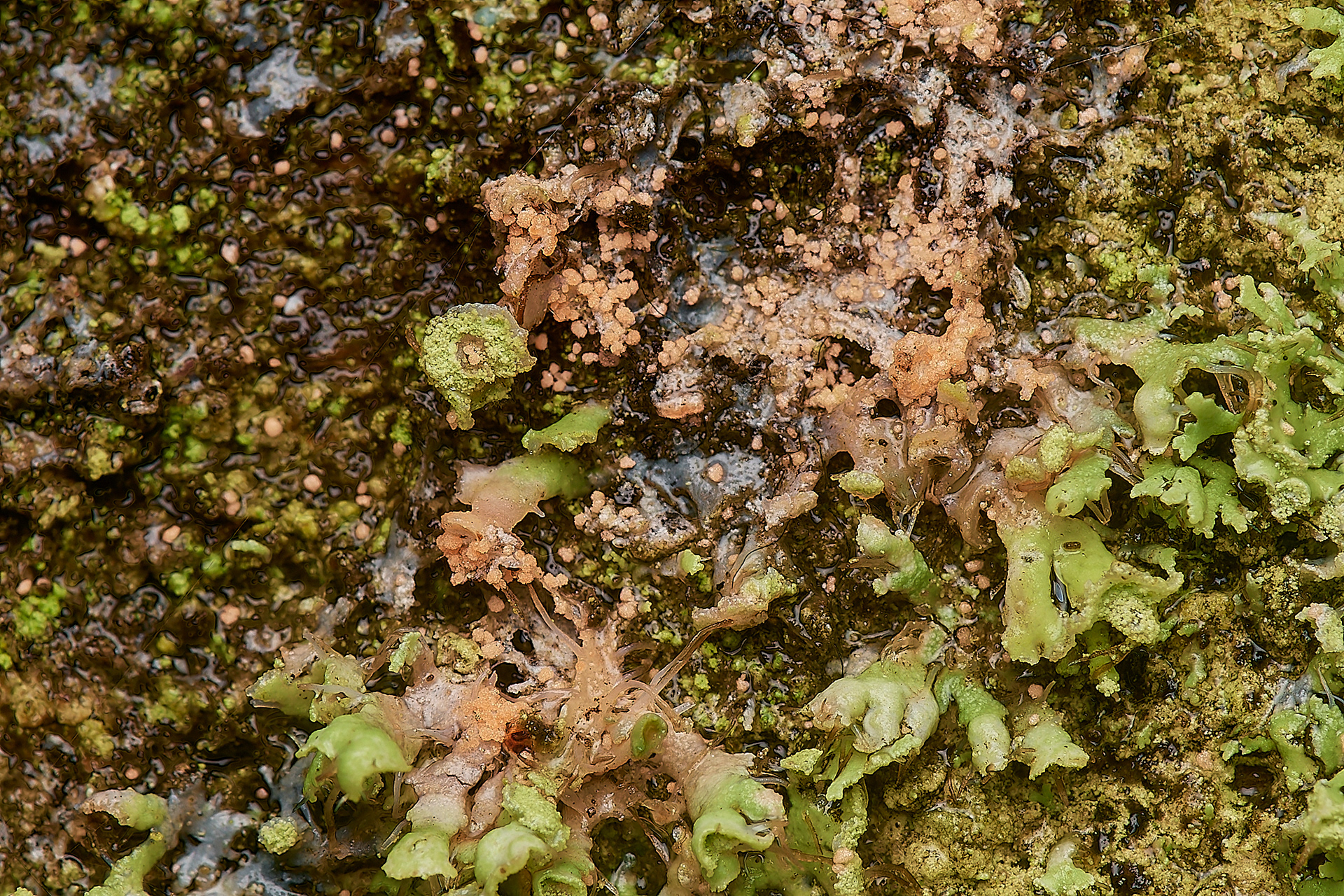 Lichenicolous fungus Erythricium aurantiacum on Physcia (adscendens or tenella)