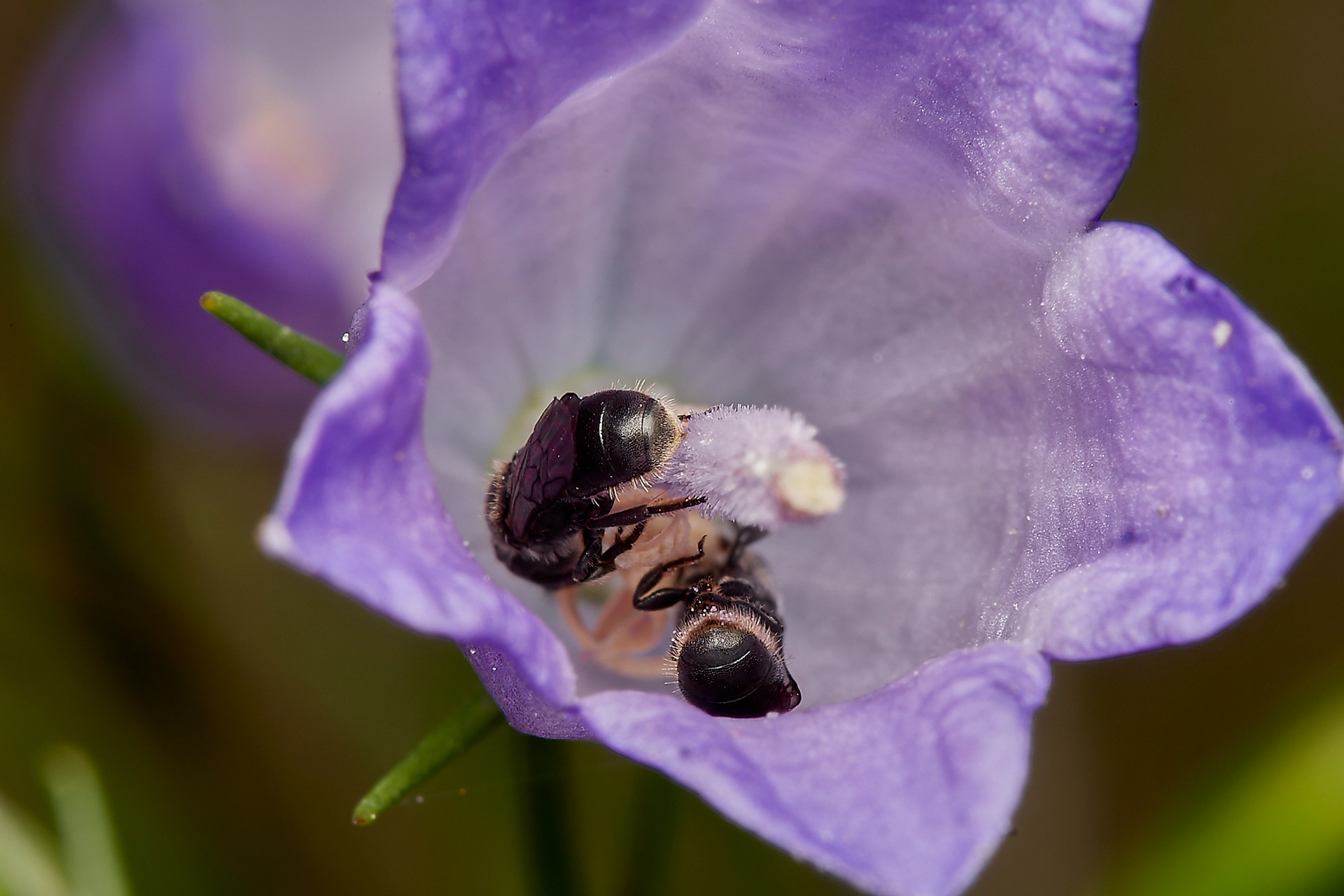 Small Scissor Bee ♀︎(Chelostoma campanularum) Hanworth