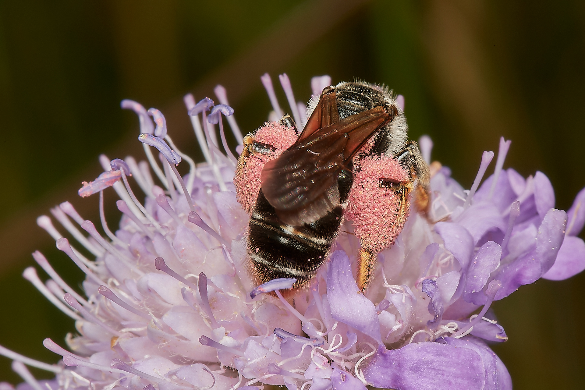 Large Scabious Mining ♀︎ (Andrena hattorfiana) Metton