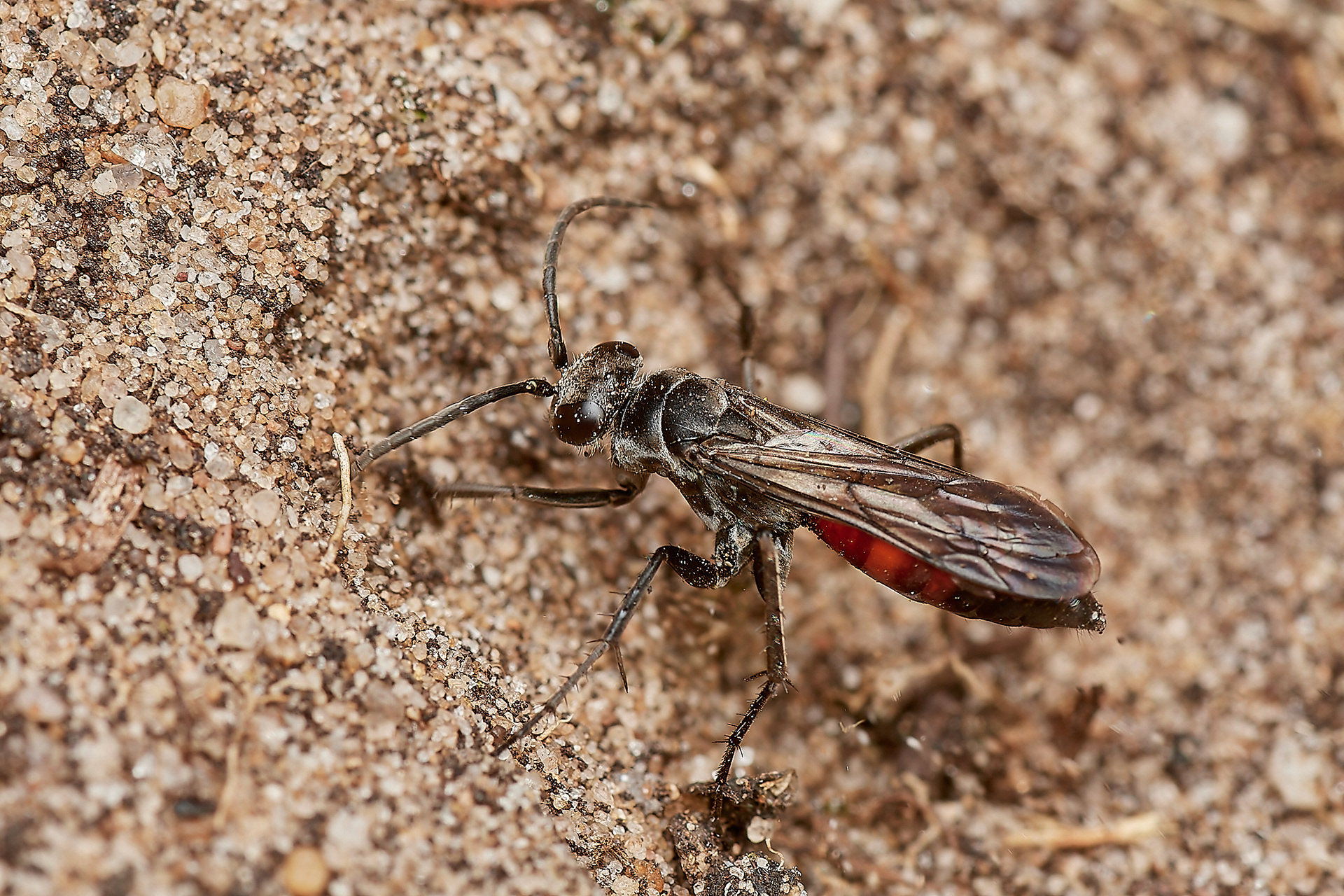 Evagetes pectinipes Little Eye, Salthouse