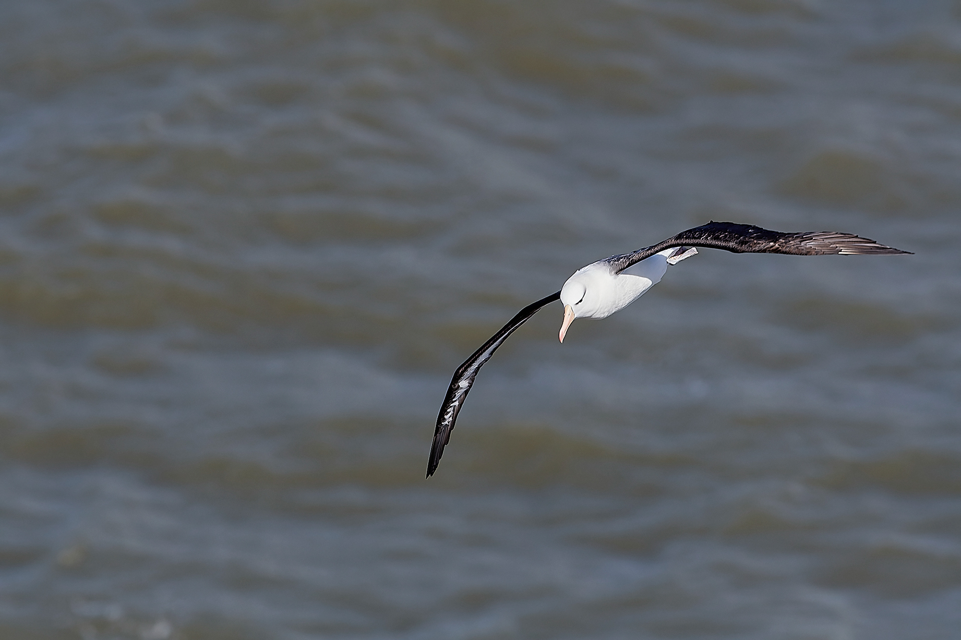 Black-browed Albatross (Thalassarche melanophris)