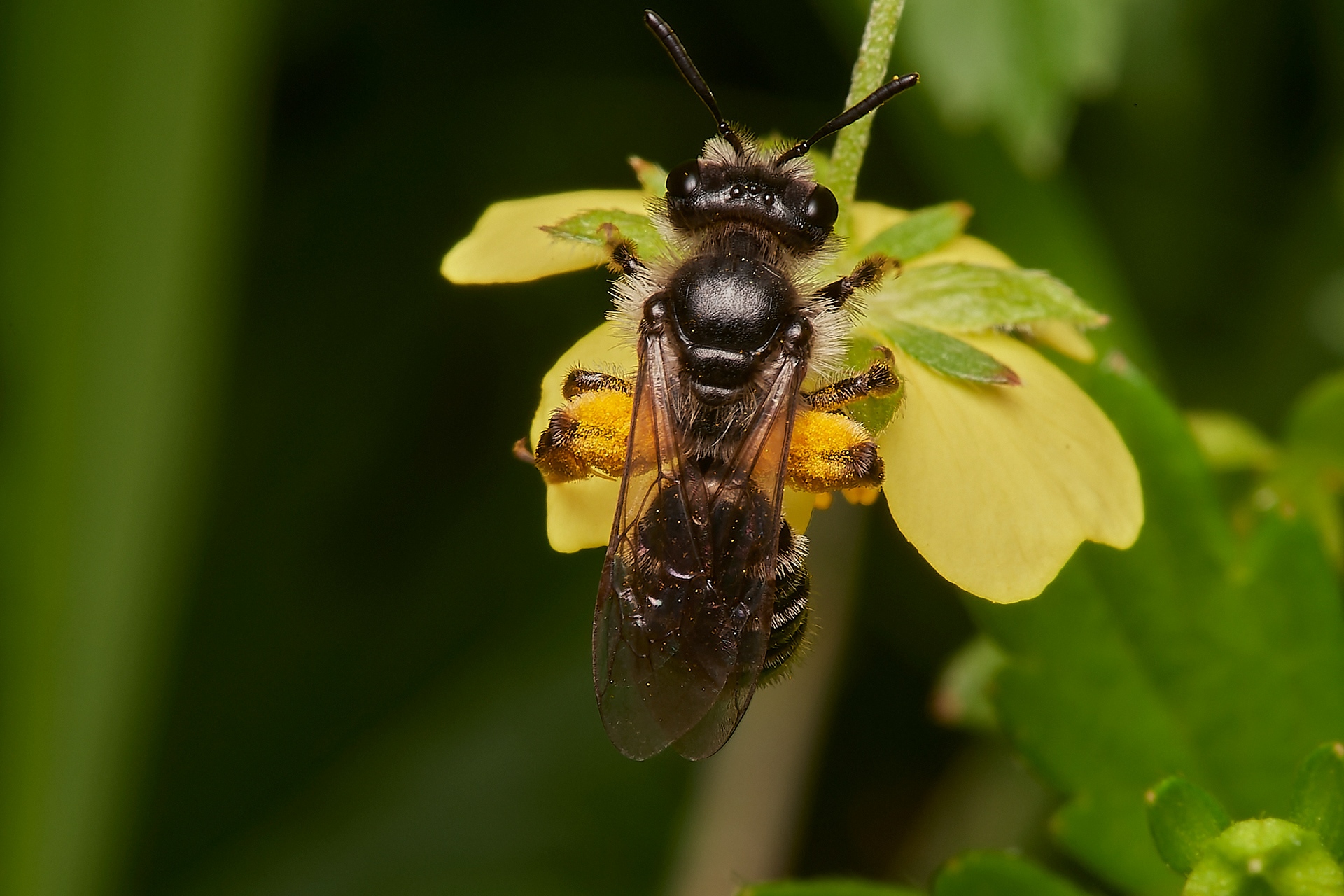 Tormentil Mining bee (Andrena tarsatta)