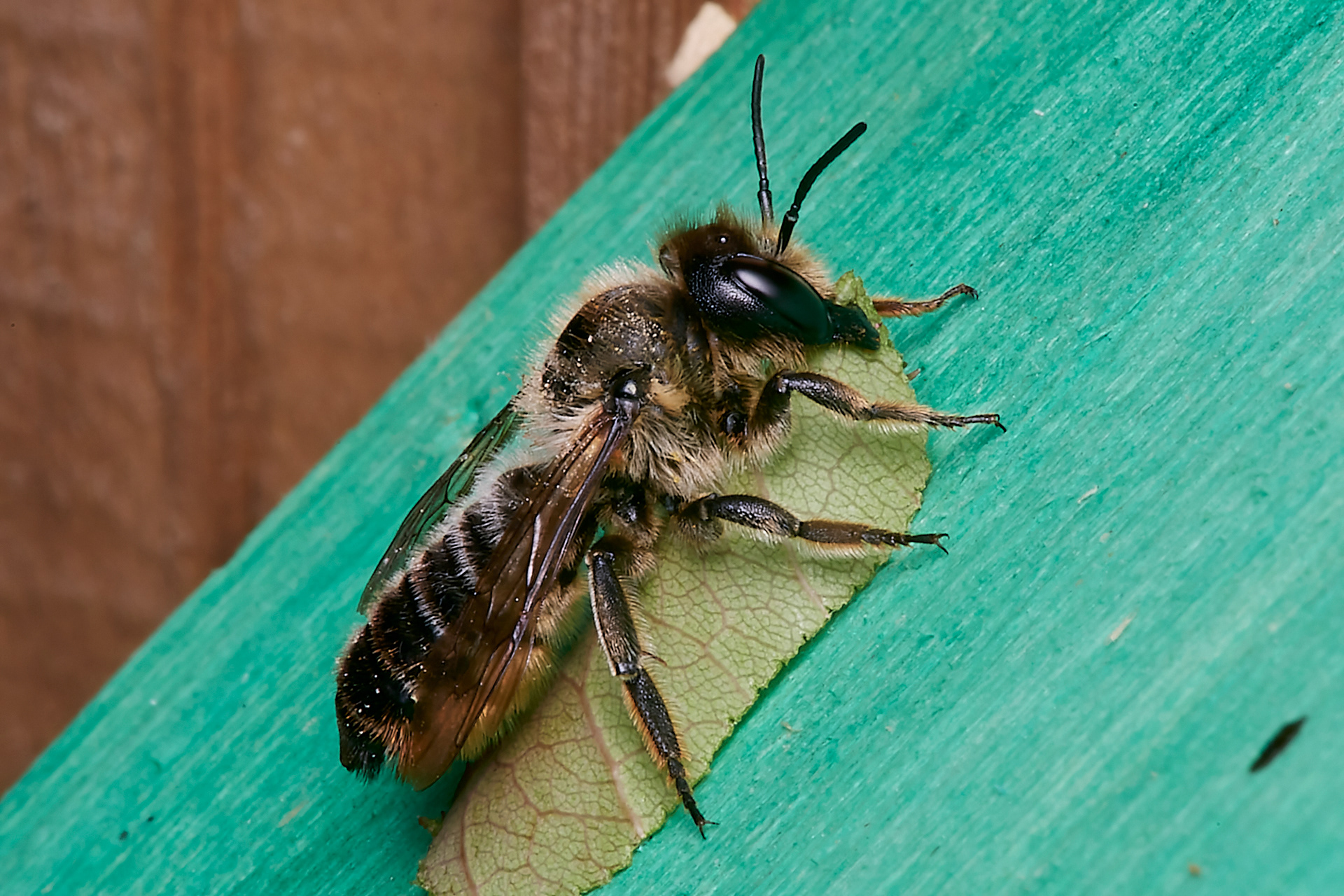 Willughby's Leafcutter Bee (Megacile willughbiella) Hanworth