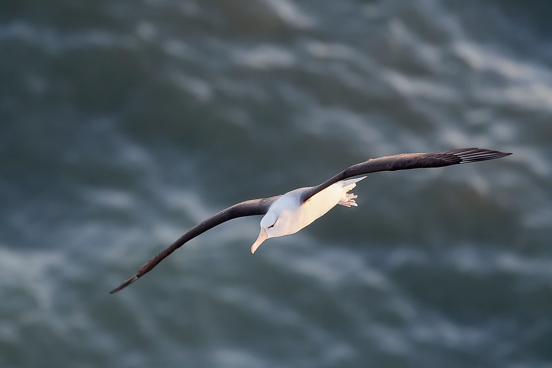 Black-browed Albatross (Thalassarche melanophris)