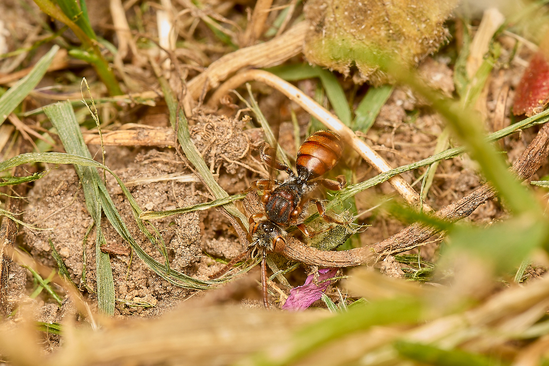 Short-spined Nomad Bee (Nomada guttulata) ♀︎