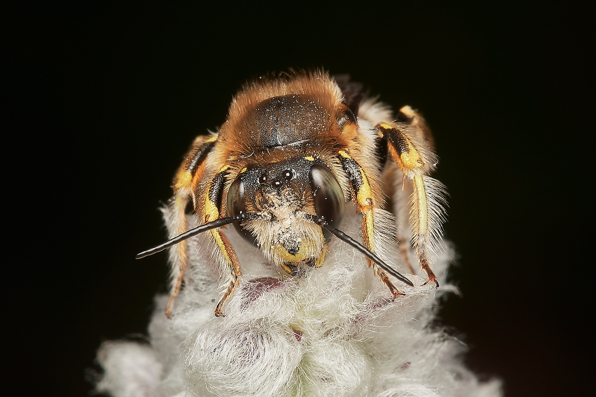Wool Carder Bee ♂︎ (Anthidium manicatum) Hanworth