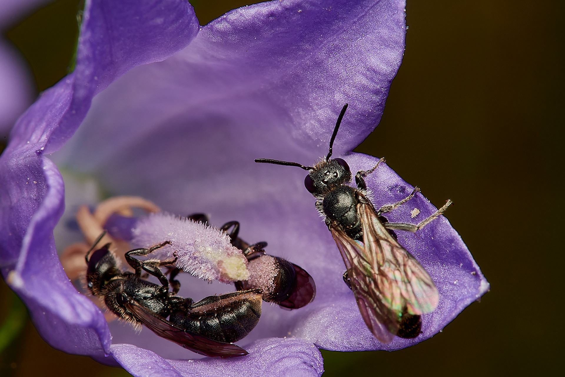 Small Scissor Bee ♀︎s(Chelostoma campanularum) Hanworth