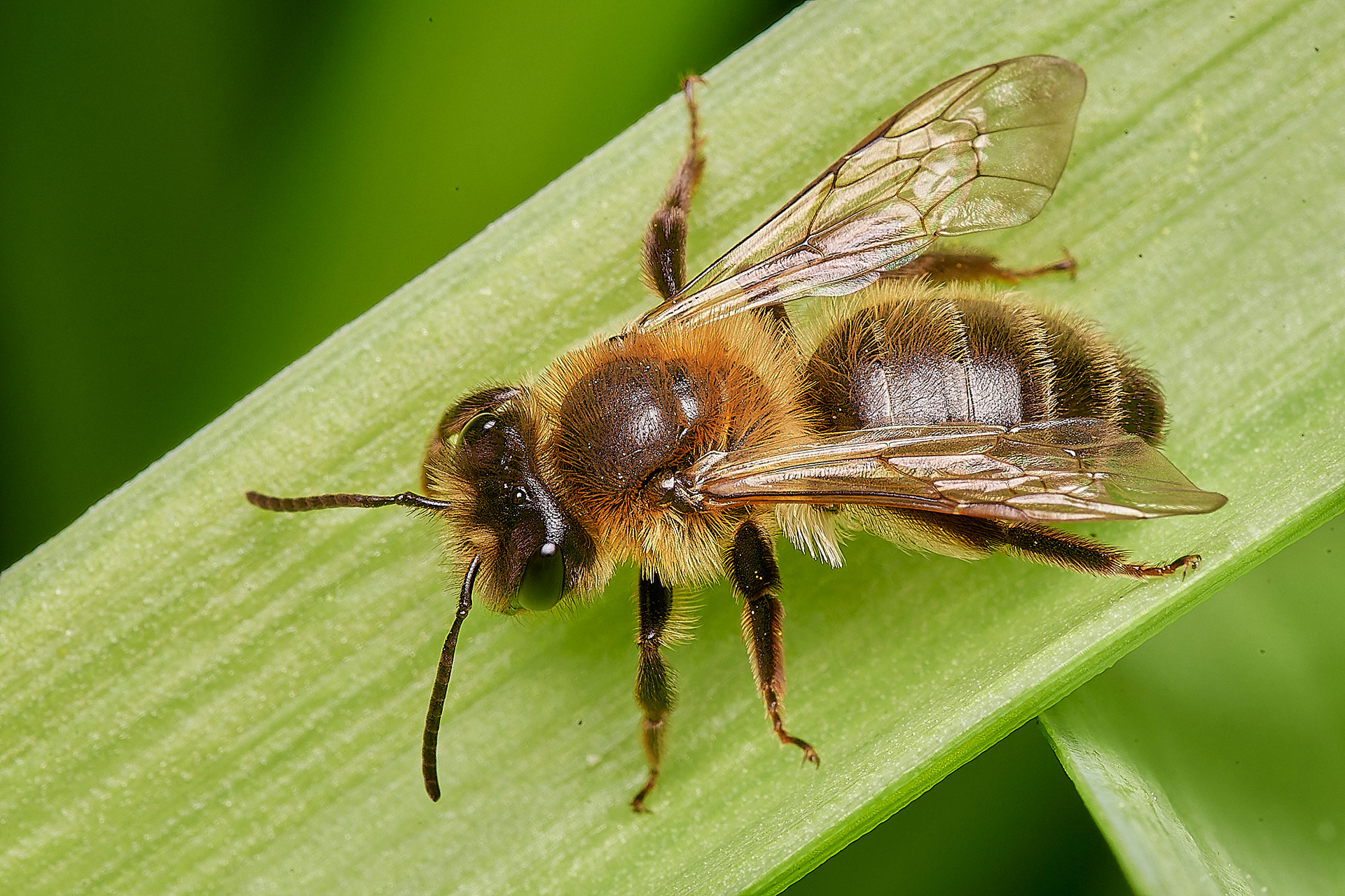 Broad-margined Mining Bee ♀︎?(Andrena synadelpha) Hanworth 03-23