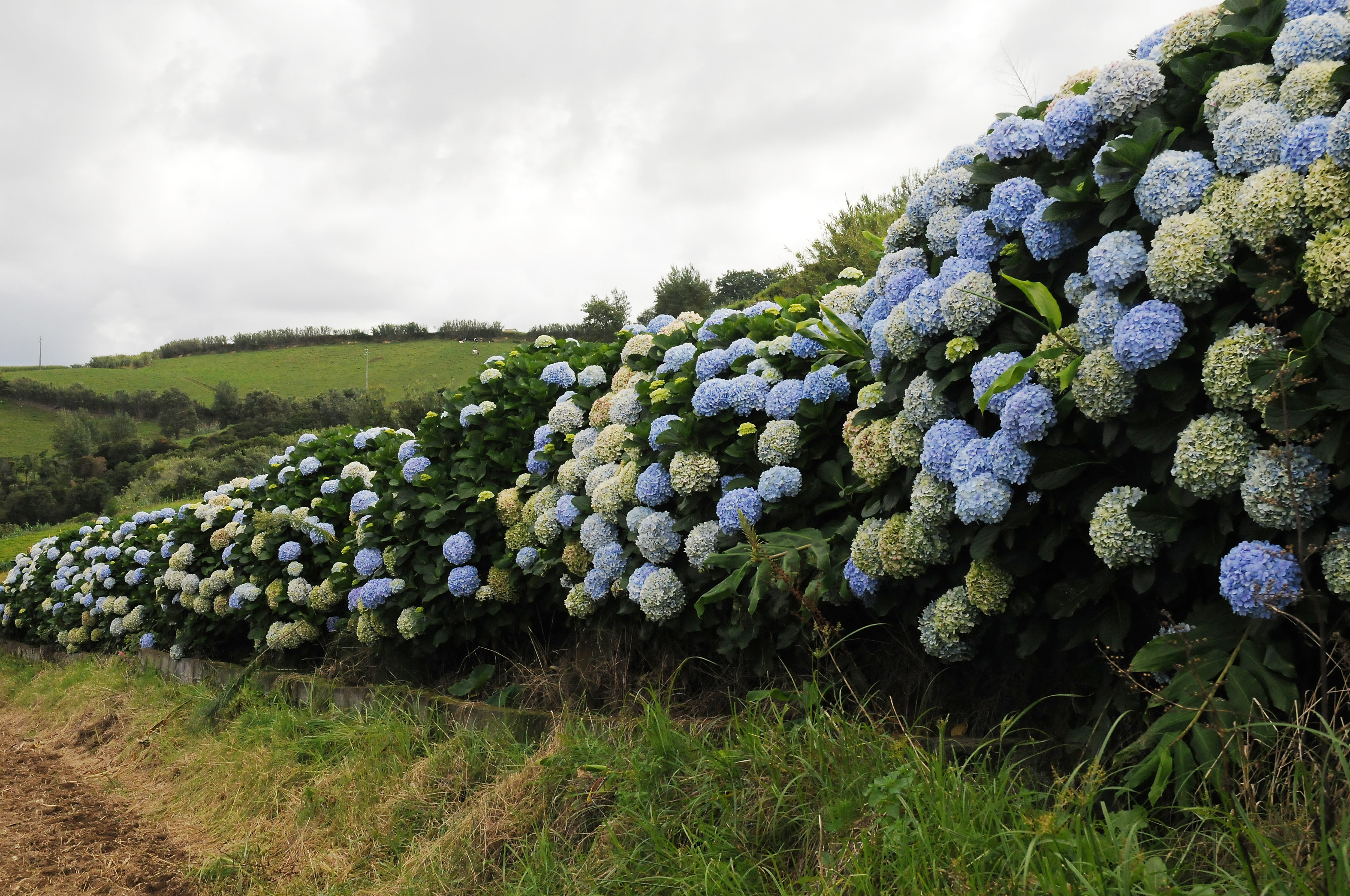 De hortensias
