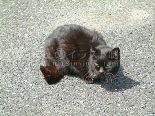 背を丸めた黒い猫の写真