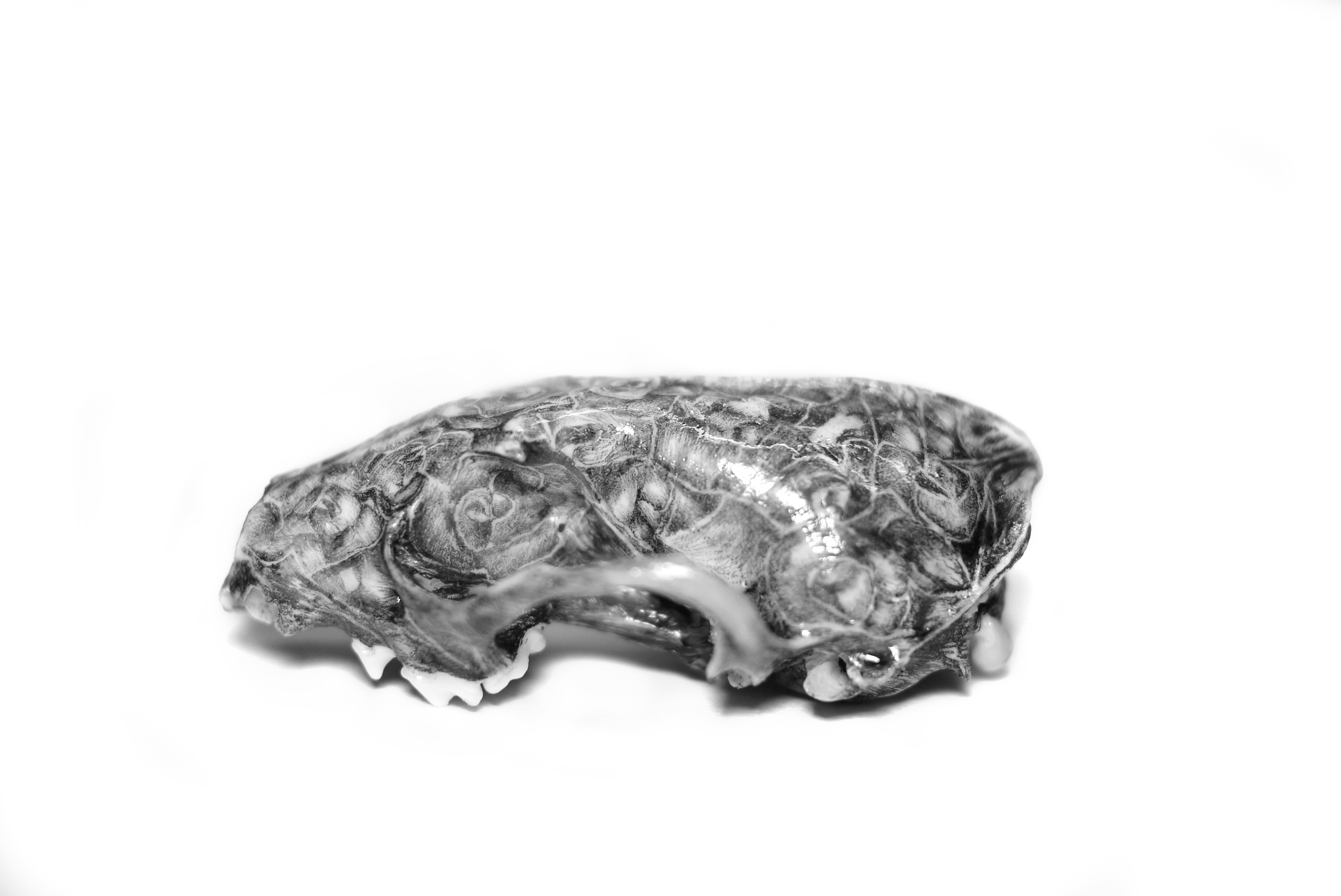 Memento Flori, graphite on fox skull. 2012. Private collection.