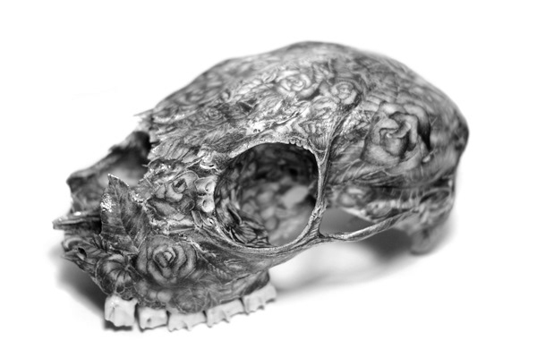 Memento Flori , graphite on fox skull. 2012. Private collection.