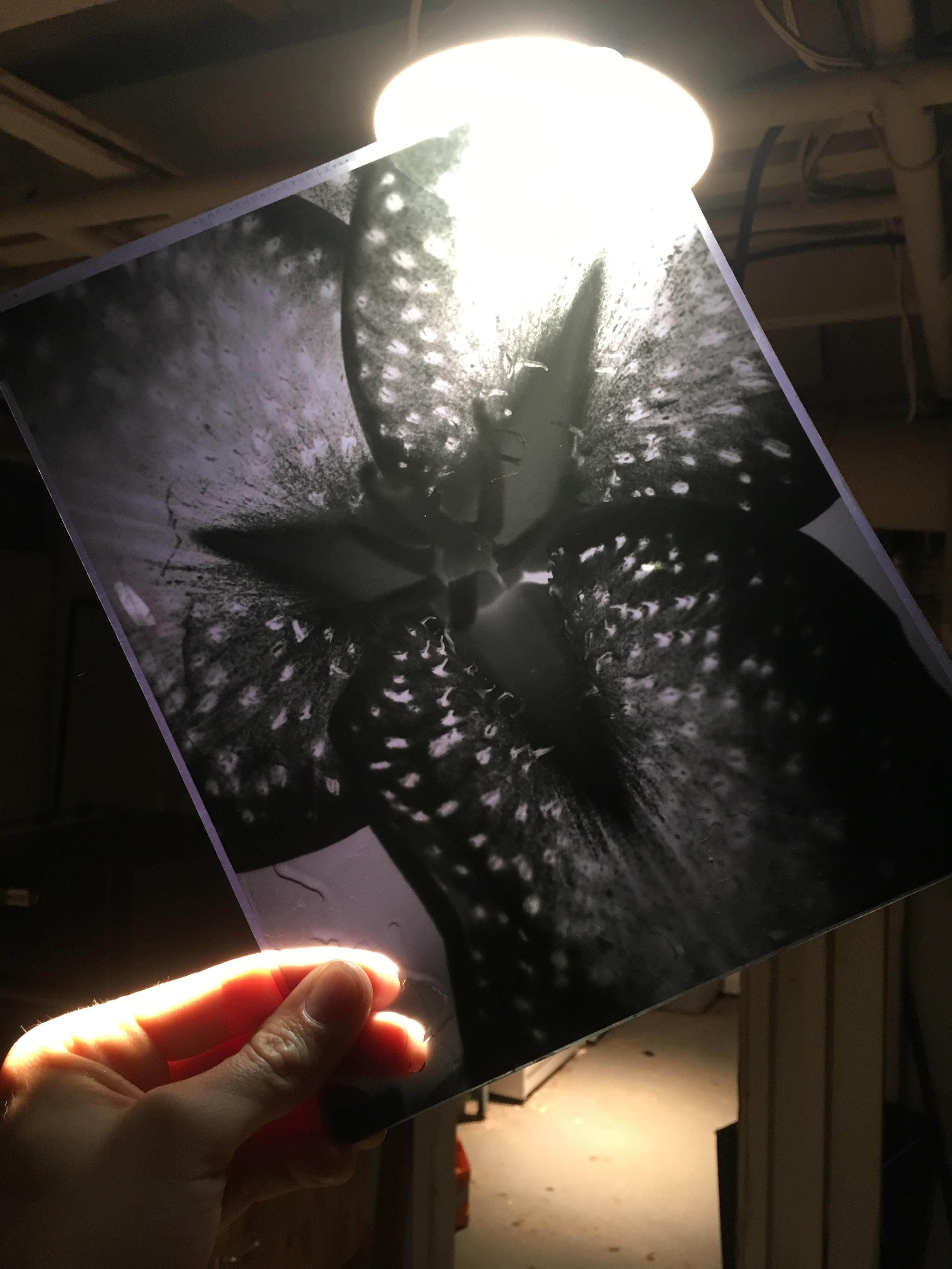 freshly developed negative