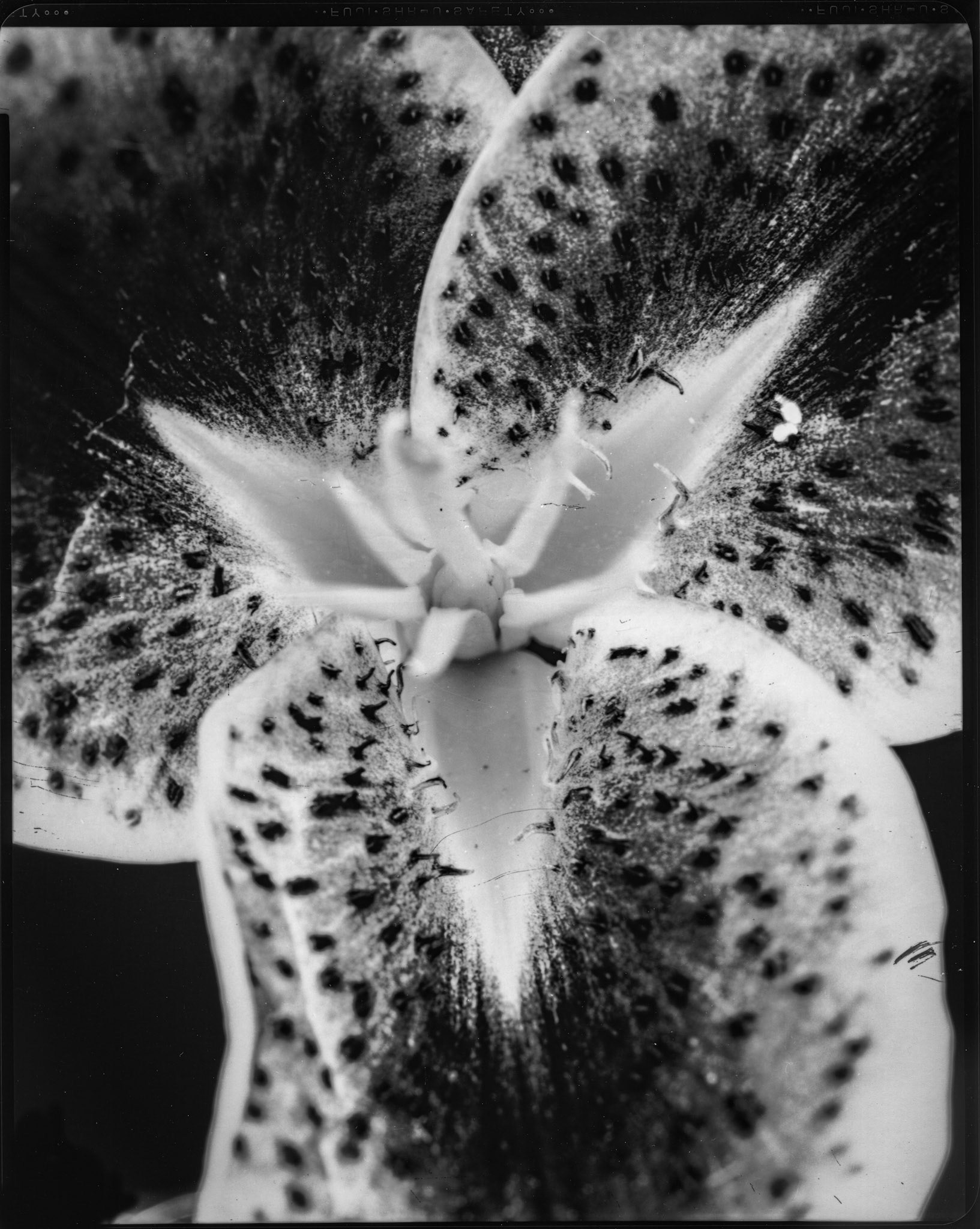 contact print from negative