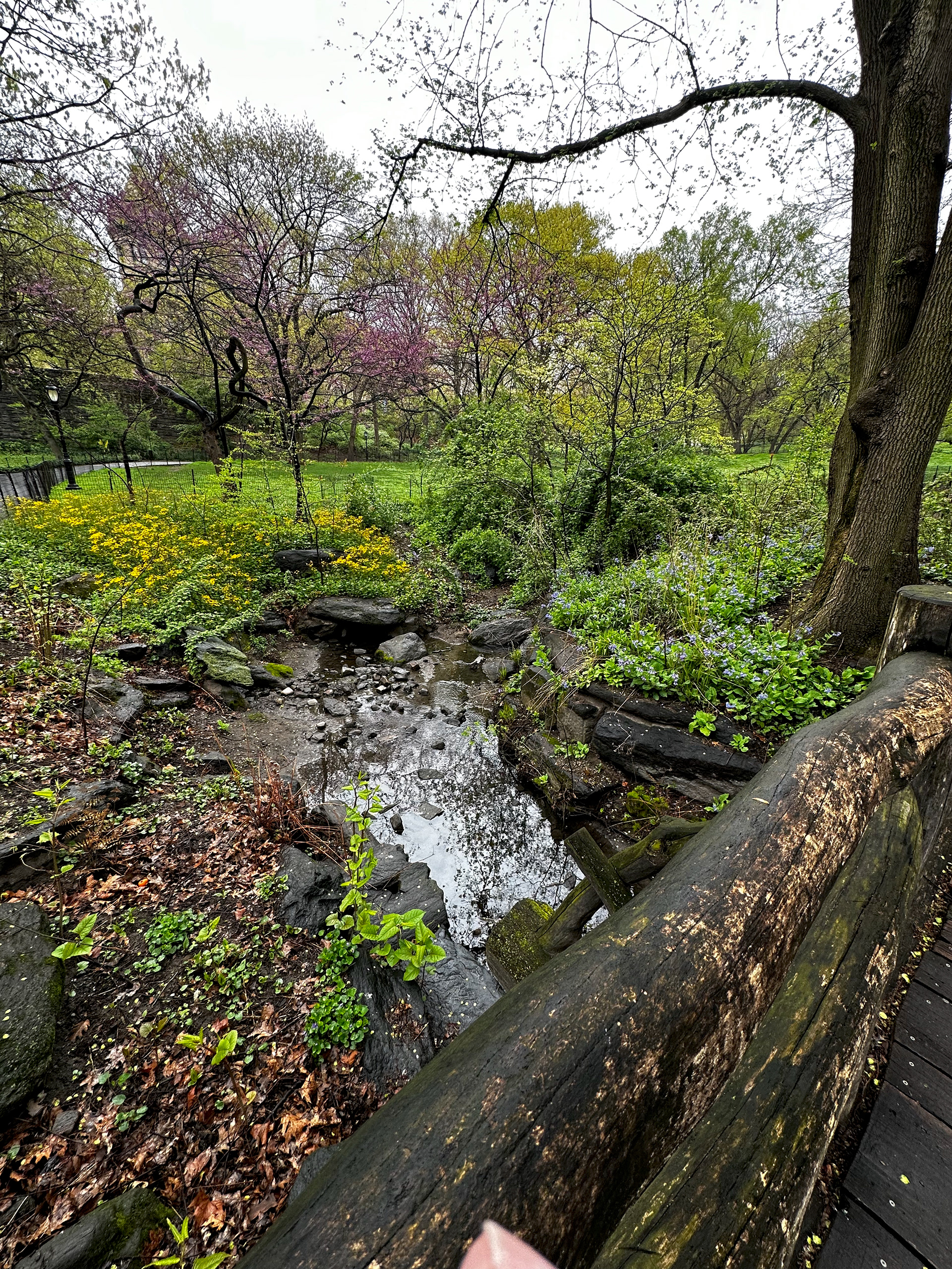 Walking across the park to the Met Museum. The day was overcast and slightly drippy. But very intimate.