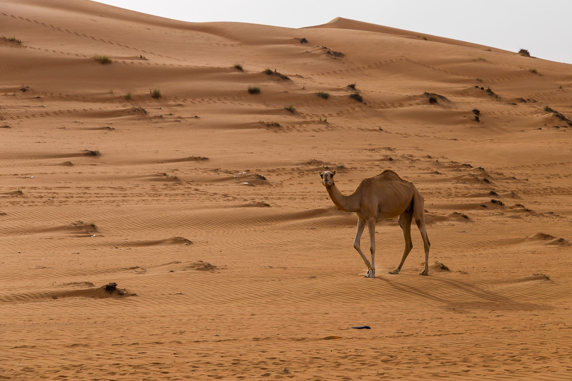Bidiya, Ash Sharqiyah North Governorate, Oman [Apr 2018]