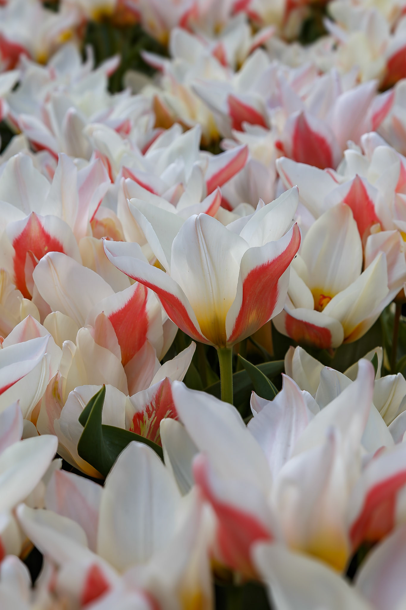 Lisse, South Holland, Netherlands [Apr 2025]