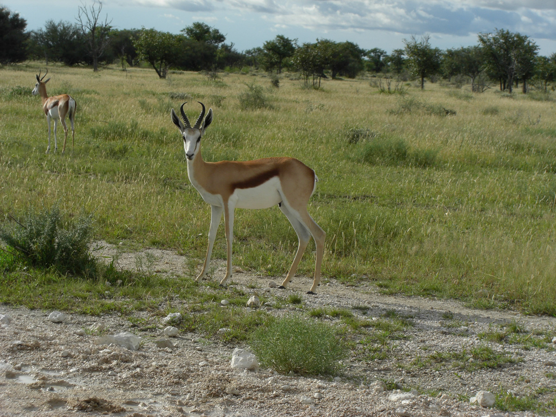 , Oshikoto, Namibia [Mar 2010]