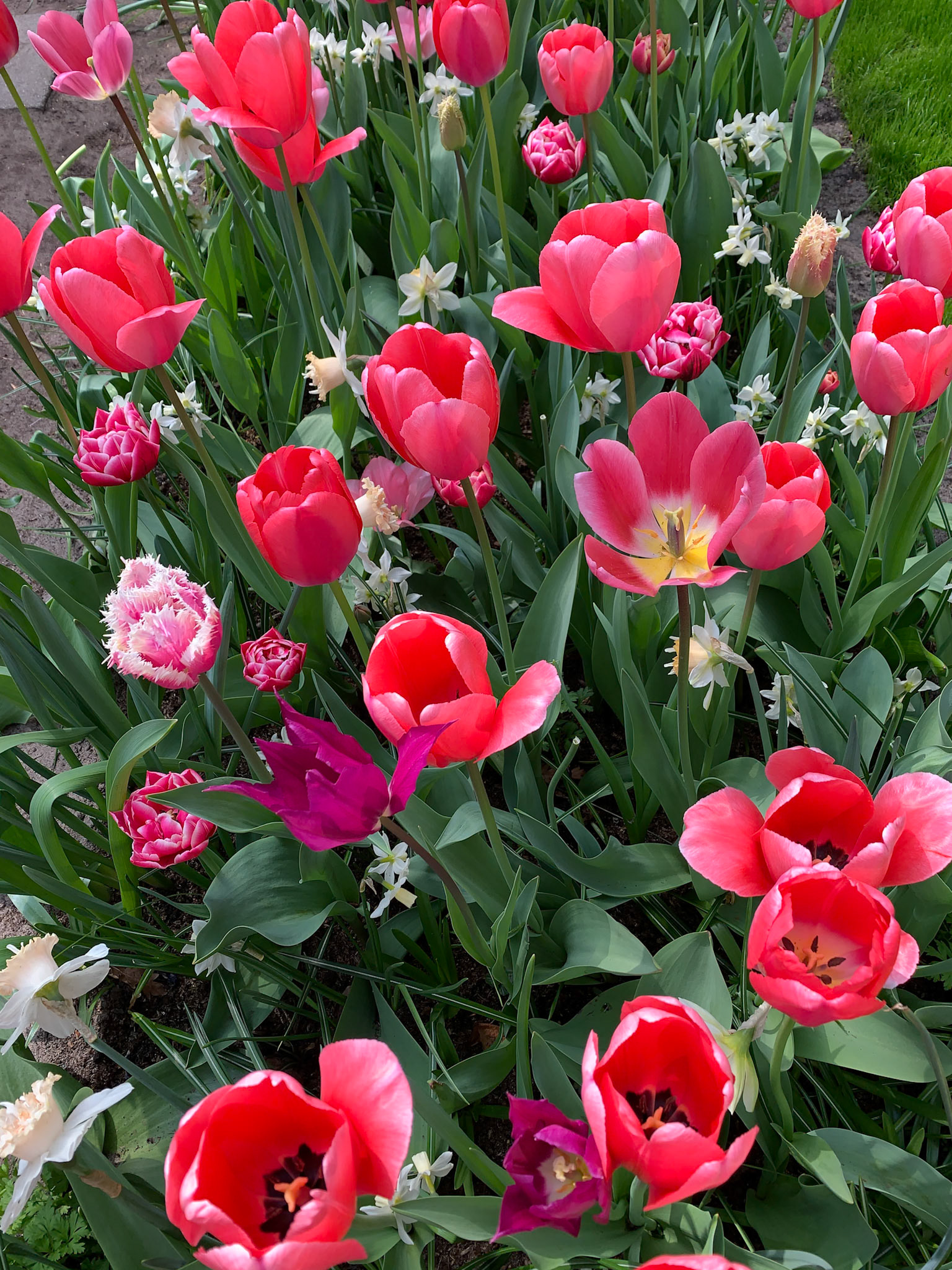 Lisse, South Holland, Netherlands [Apr 2025]