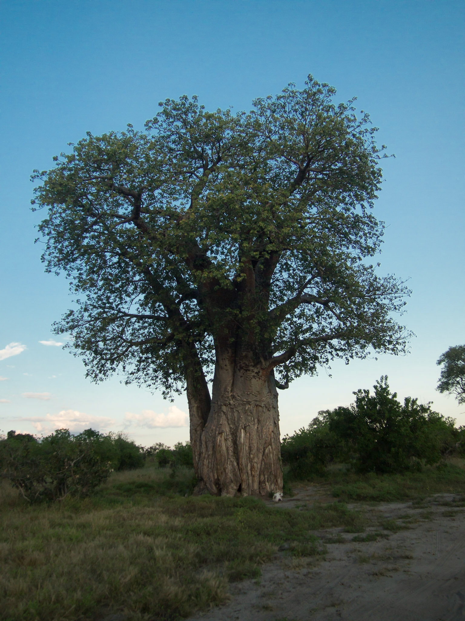 , North West, Botswana [Apr 2014]