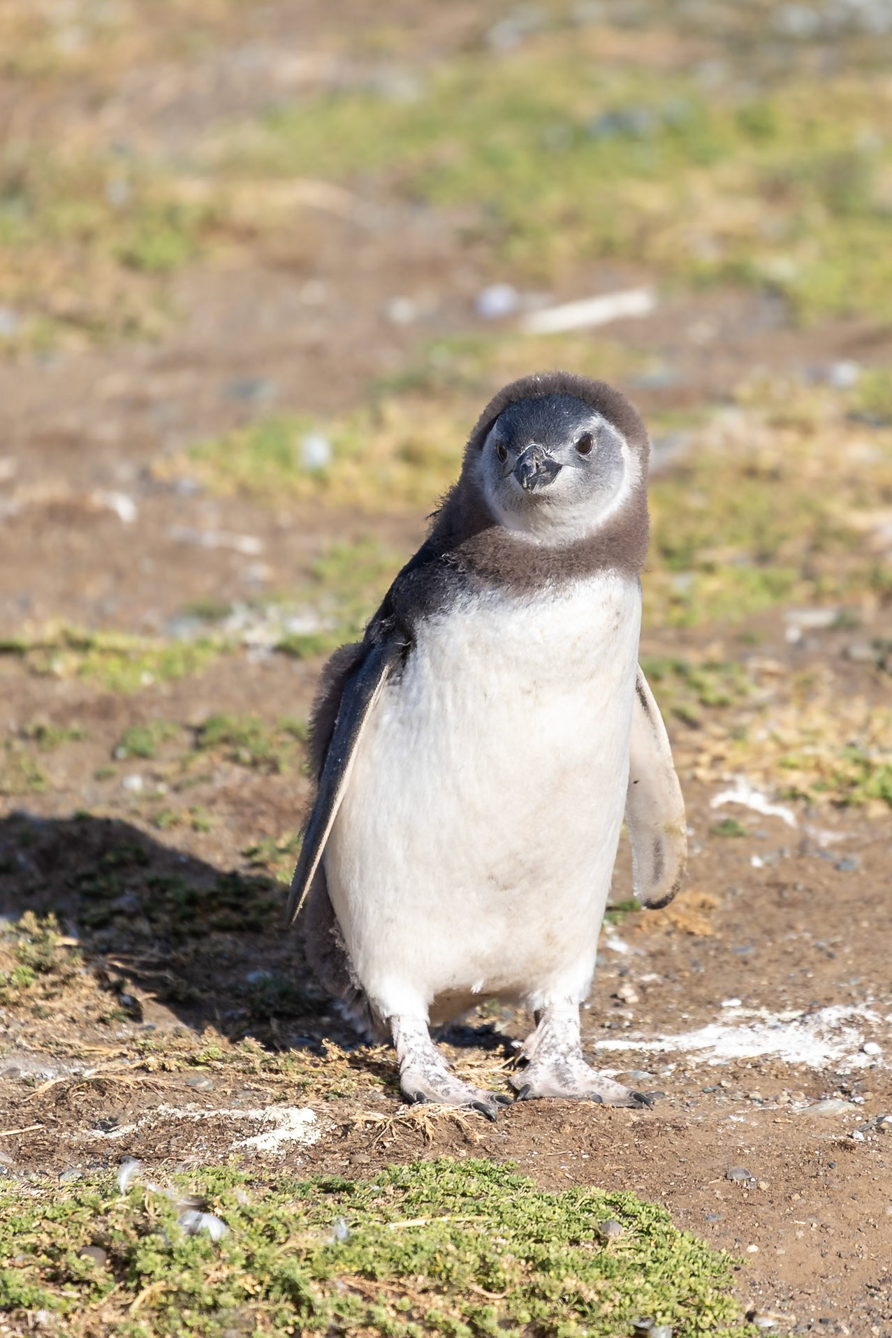 Punta Arenas, Magellan and the Chilean Antarctic, Chile [Jan 2024]
