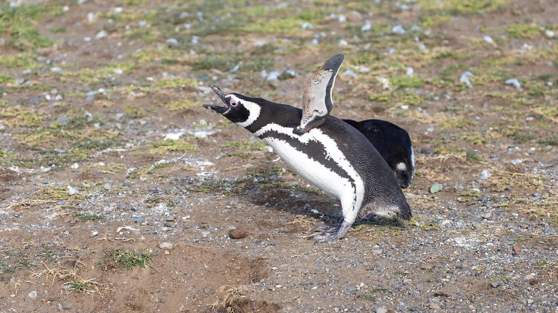 Punta Arenas, Magellan and the Chilean Antarctic, Chile [Jan 2024]