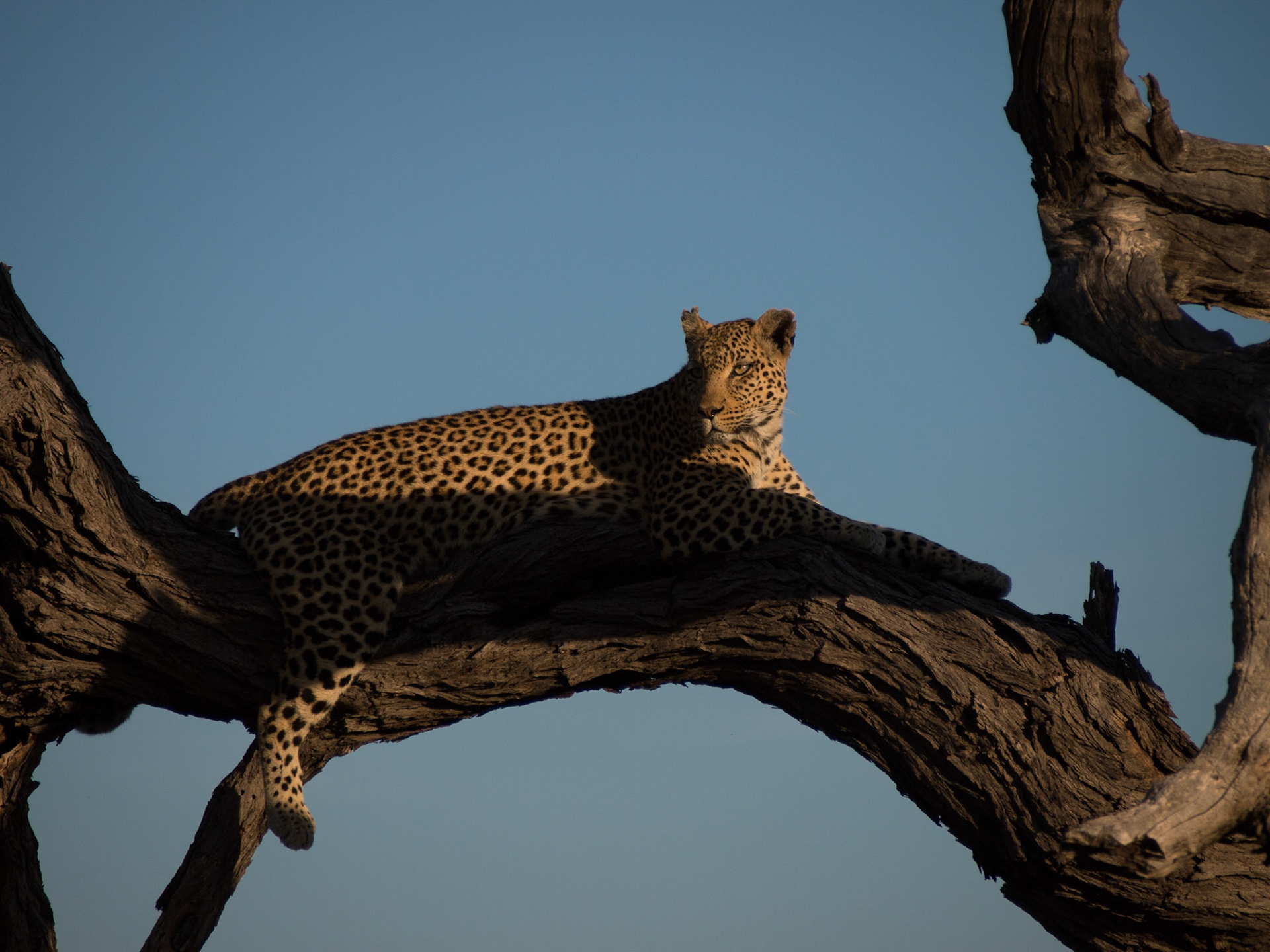 , North West, Botswana [Apr 2014]