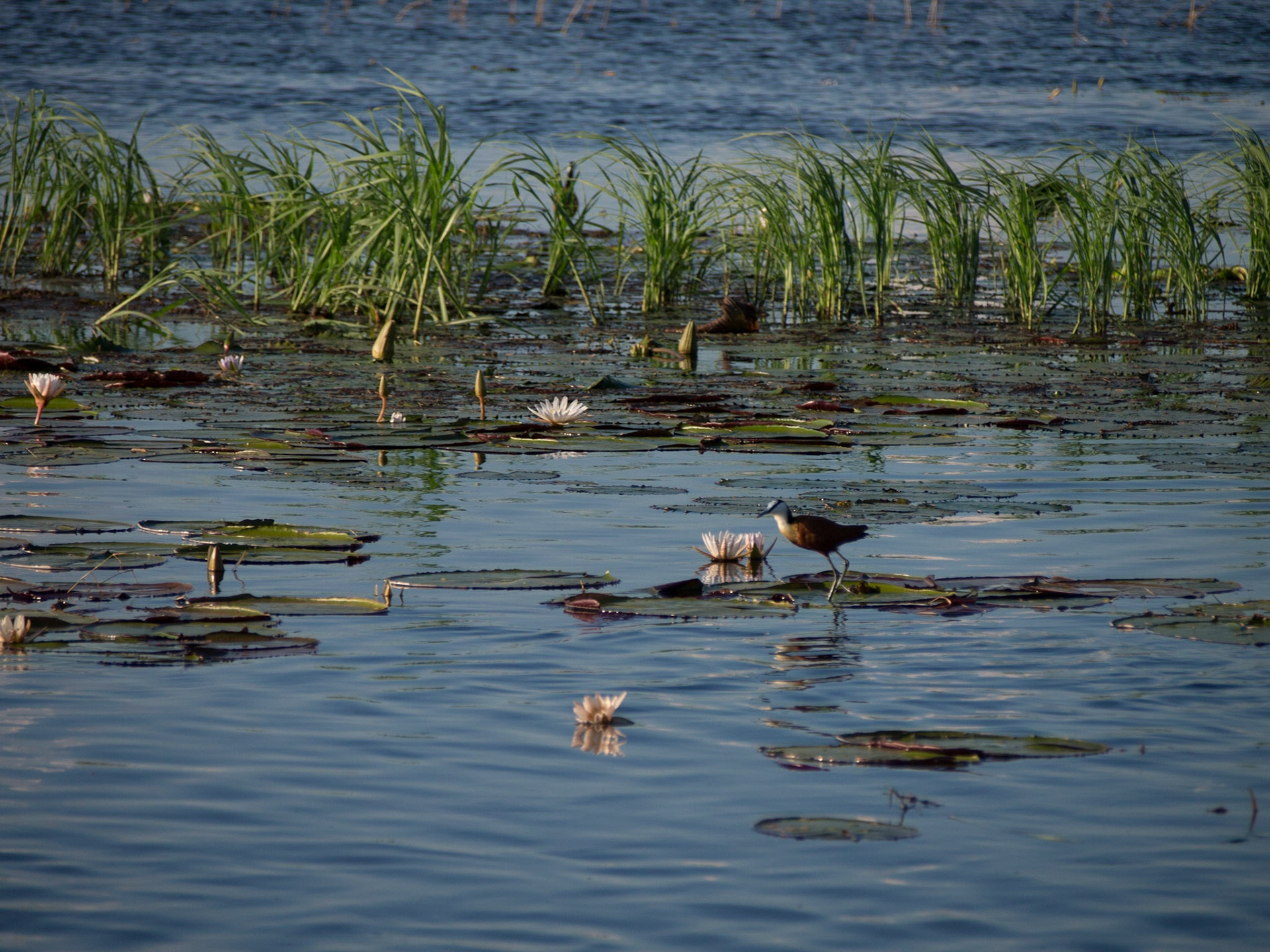 , North West, Botswana [Apr 2014]