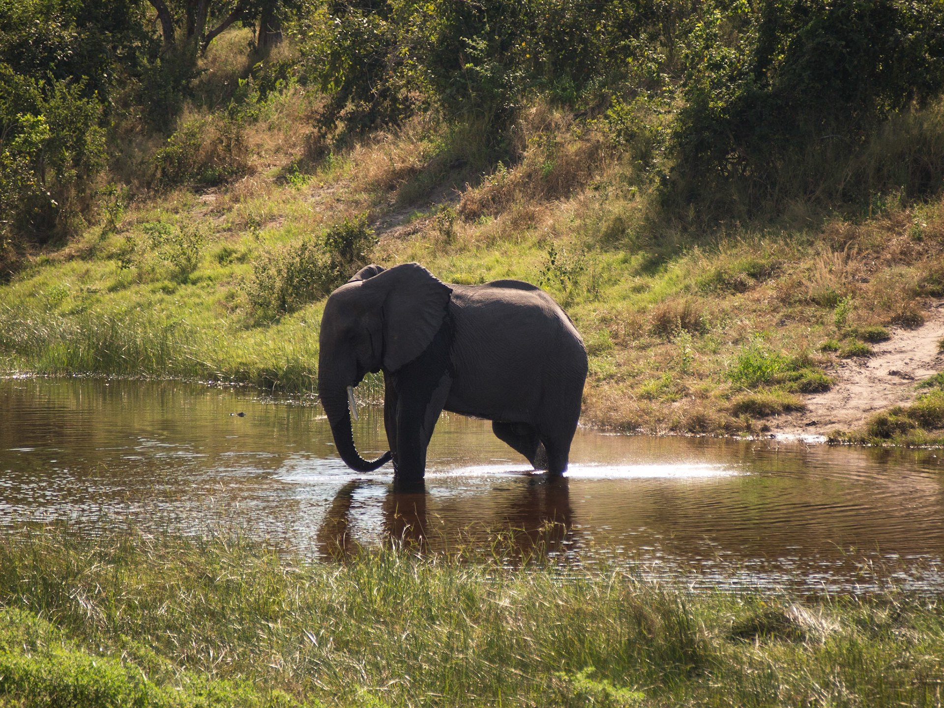 Kachikau, Chobe, Botswana [Apr 2014]
