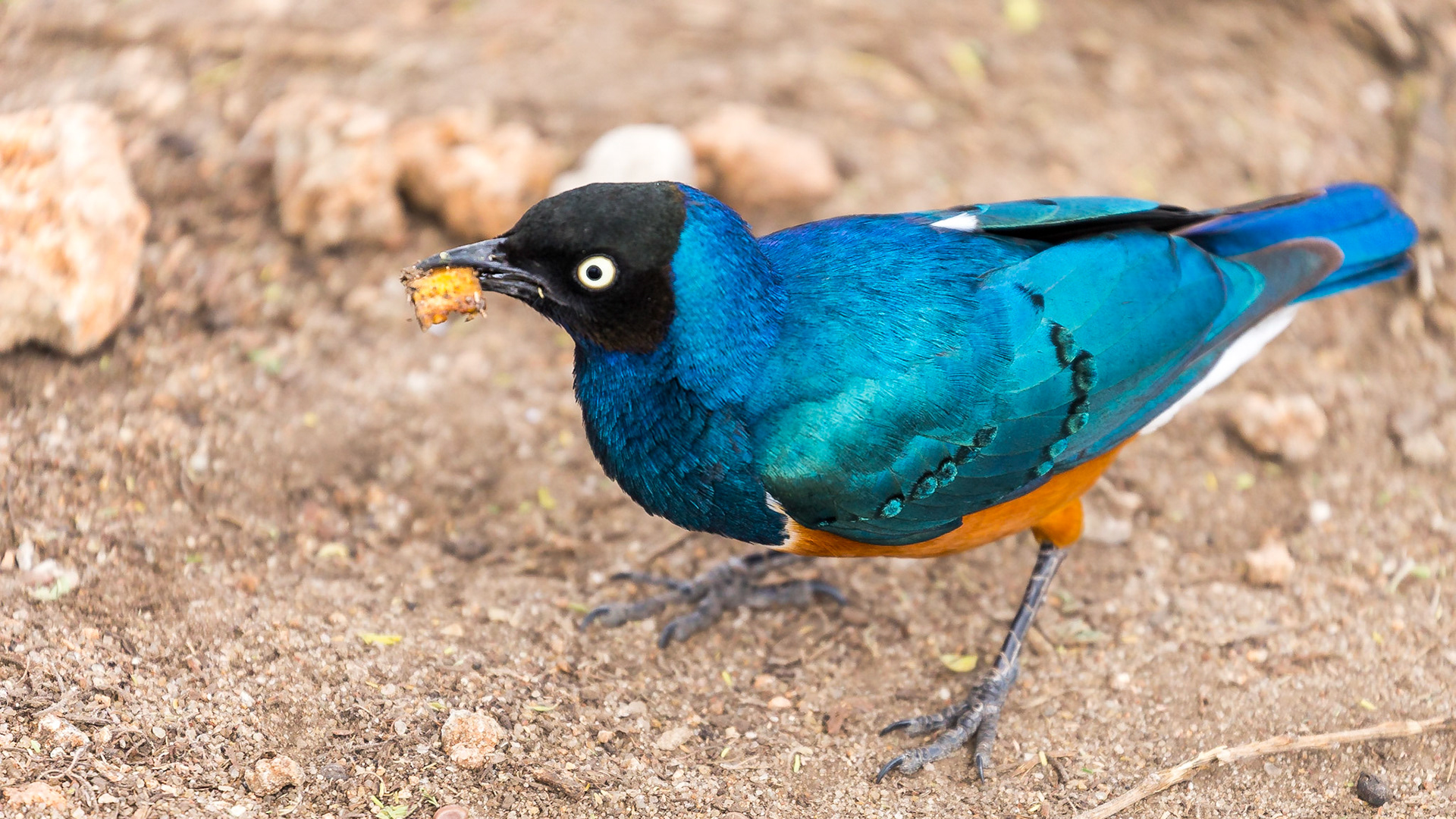 , Manyara, Tanzania [Jan 2023]
