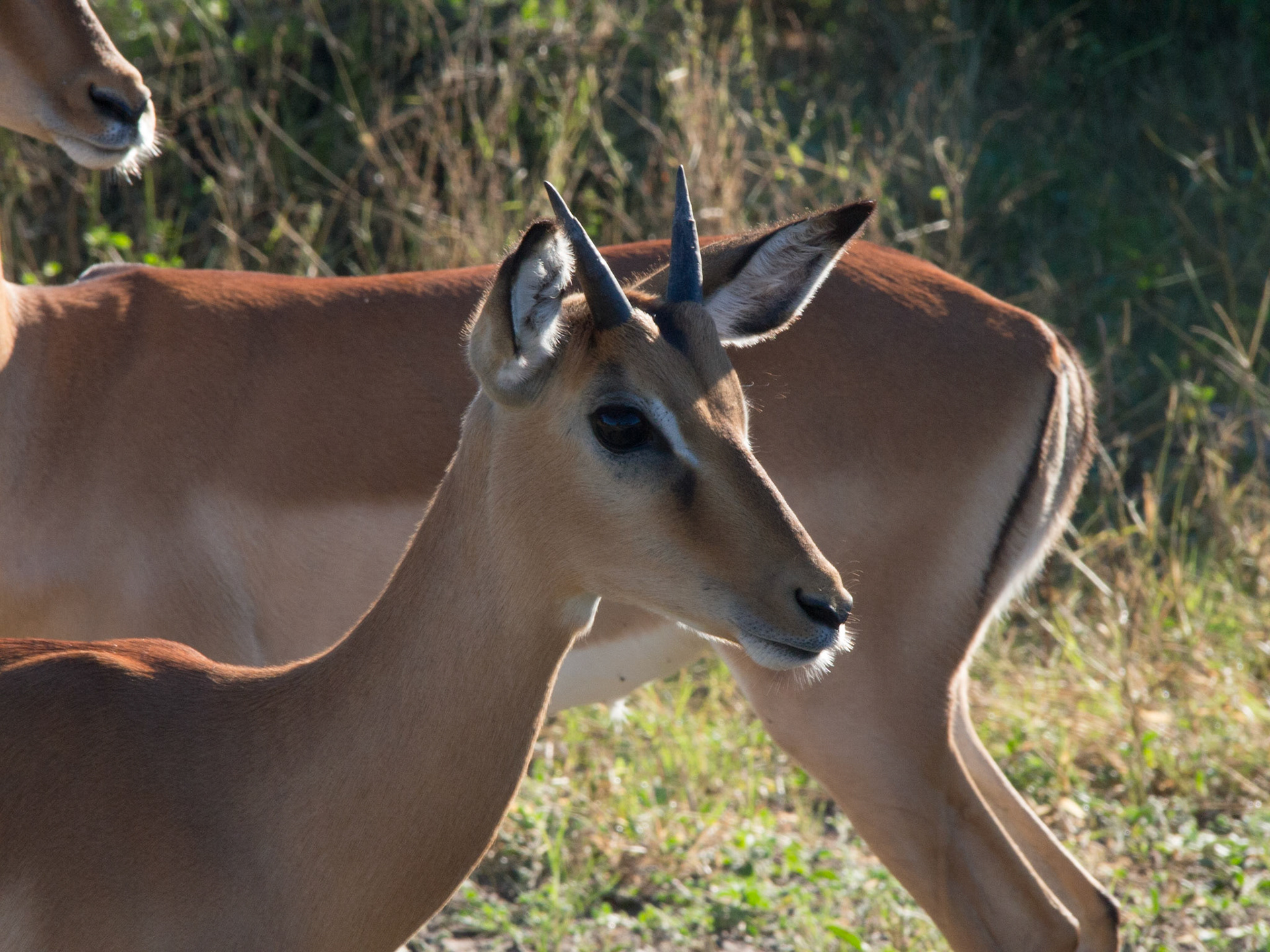 , North West, Botswana [Apr 2014]