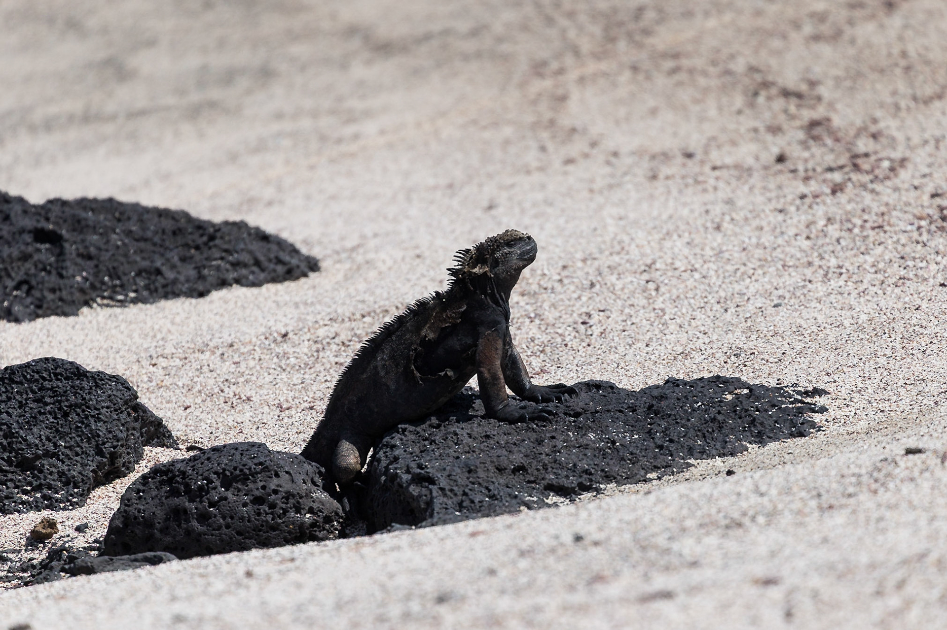 San Cristóbal Canton, Galápagos, Ecuador [Mar 2022]