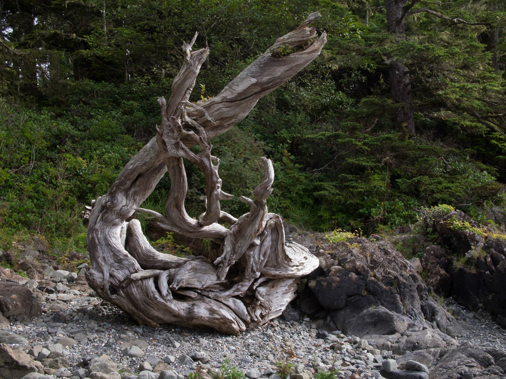 Tofino, British Columbia, Canada [Sept 2014]