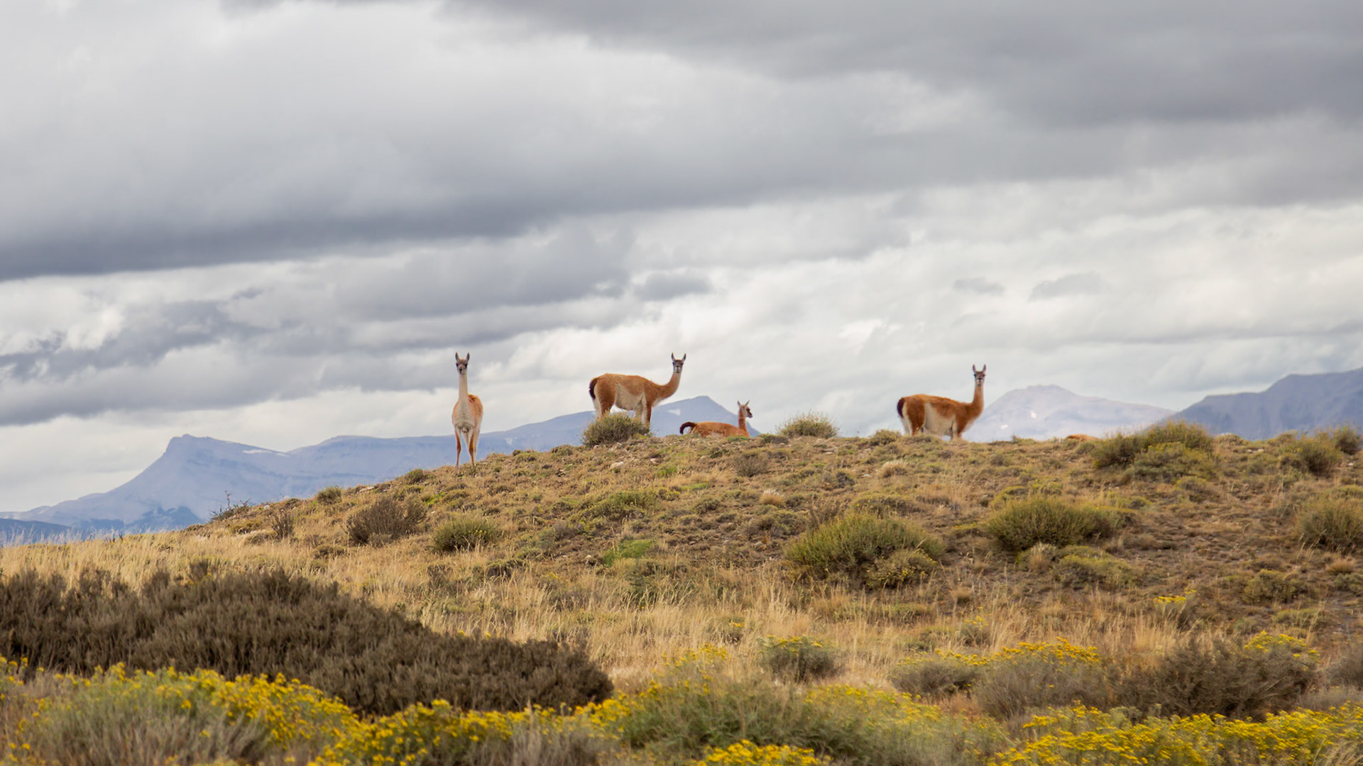 Torres del Paine, Magellan and the Chilean Antarctic, Chile [Jan 2024]