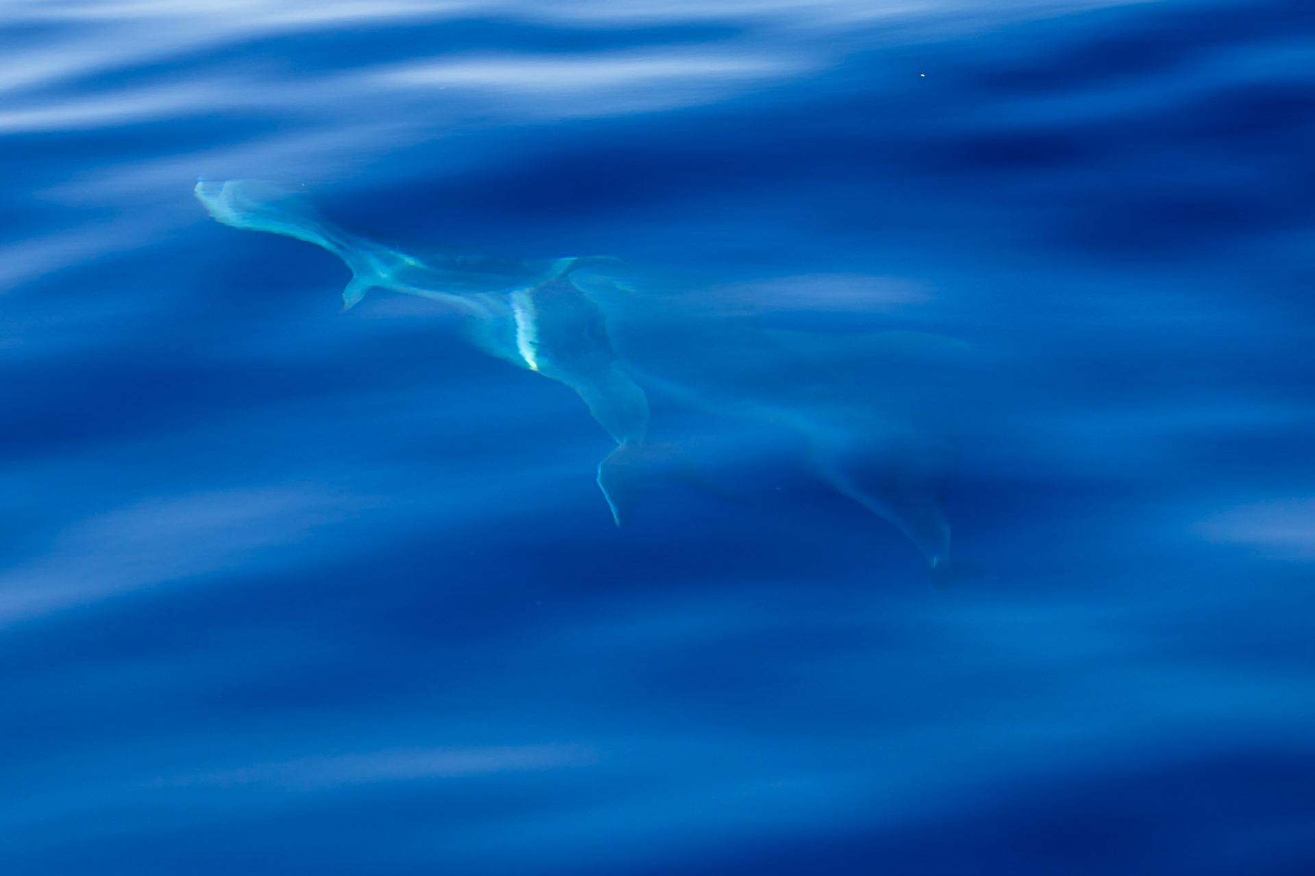 Ilsa de Pico, Azores, Portugal [Aug 2019]