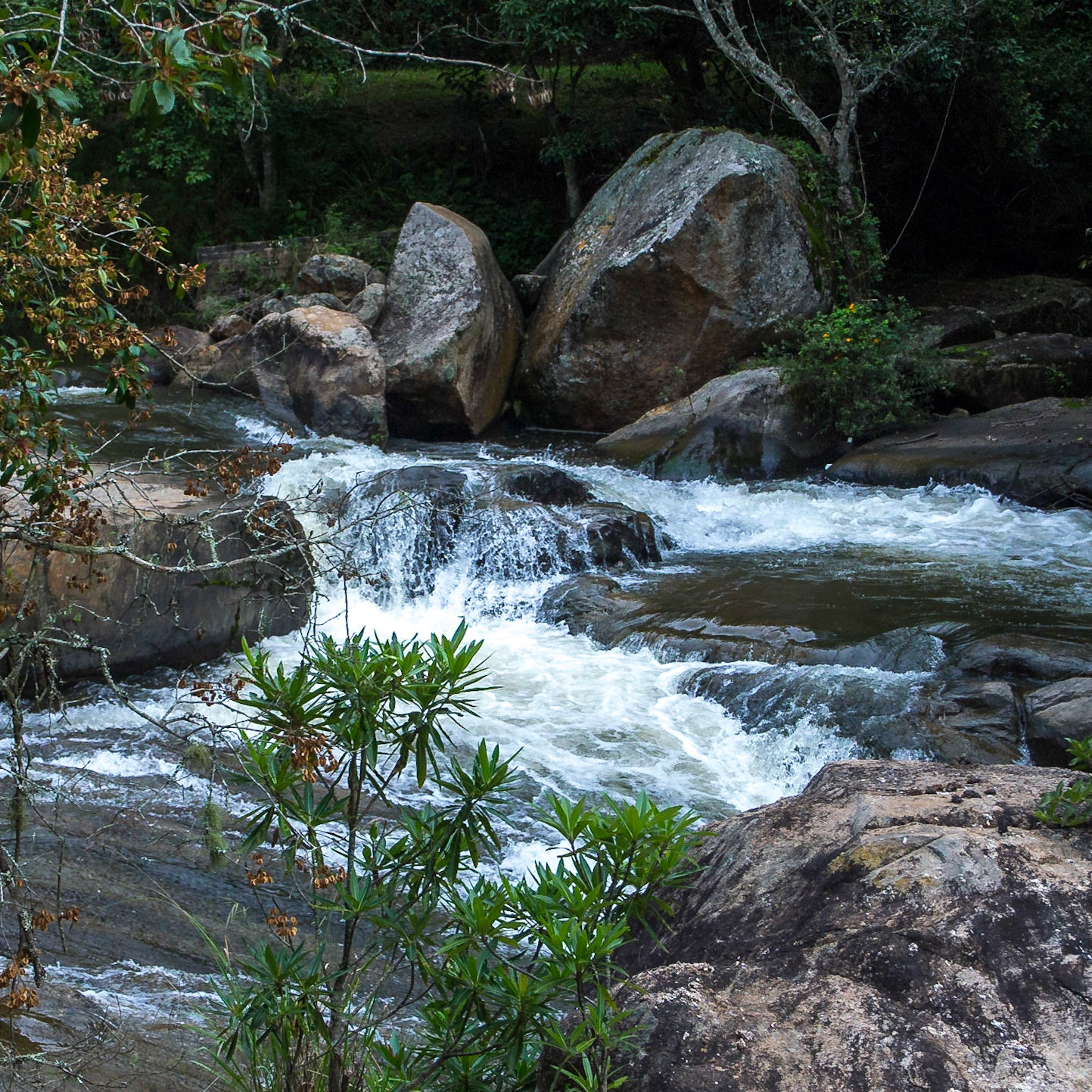 Thaba Chweu NU, Mpumalanga, South Africa [Mar 2016]