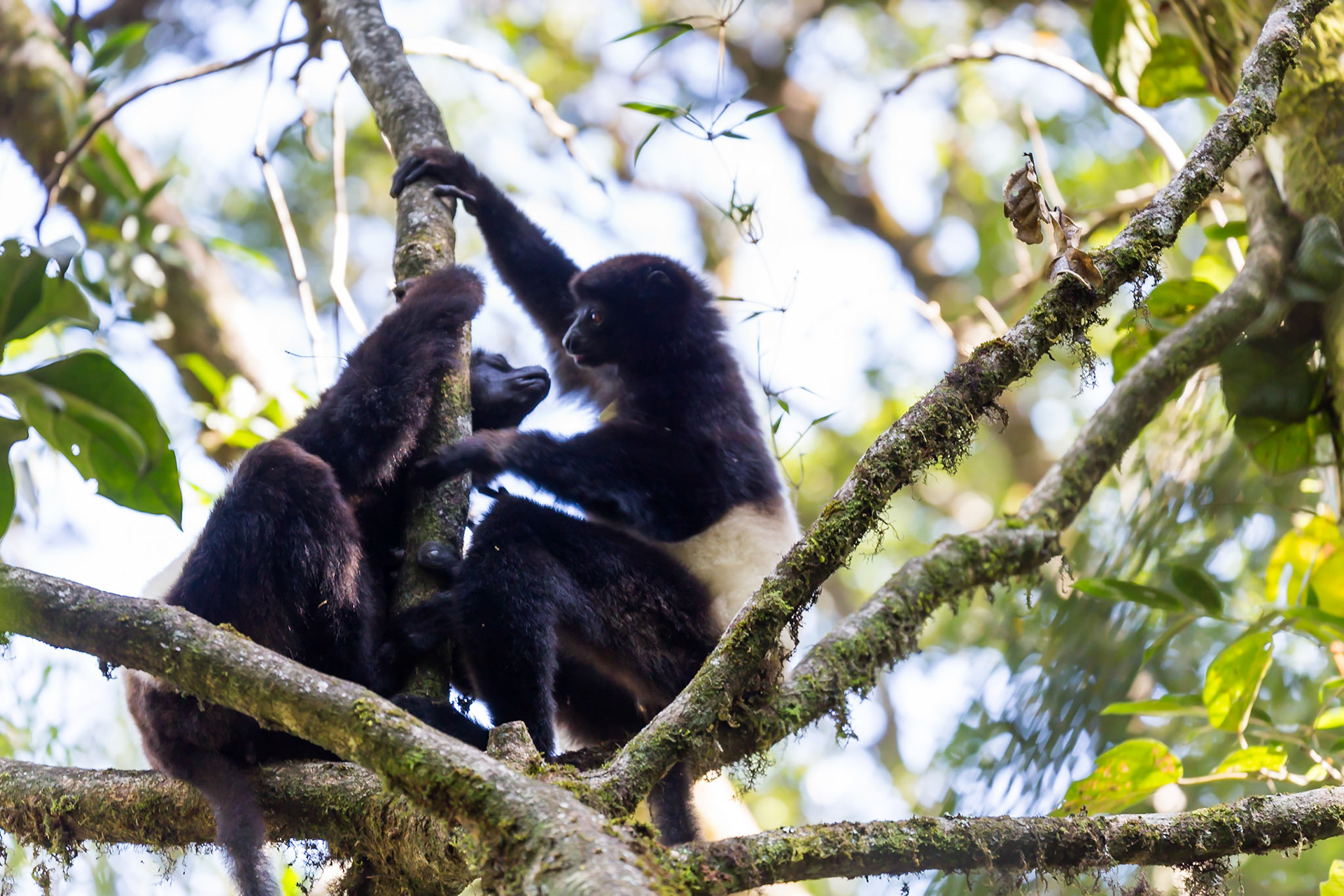 Ranomafana, Vatovavy, Madagascar [Apr 2019]