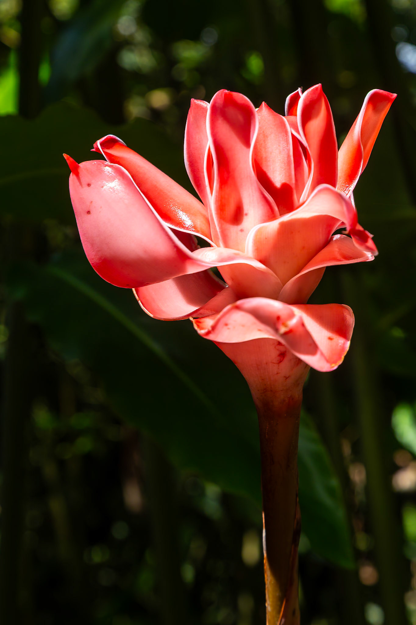 Jardin de Balata, Fort-de-France, Martinique [Jan 2025]