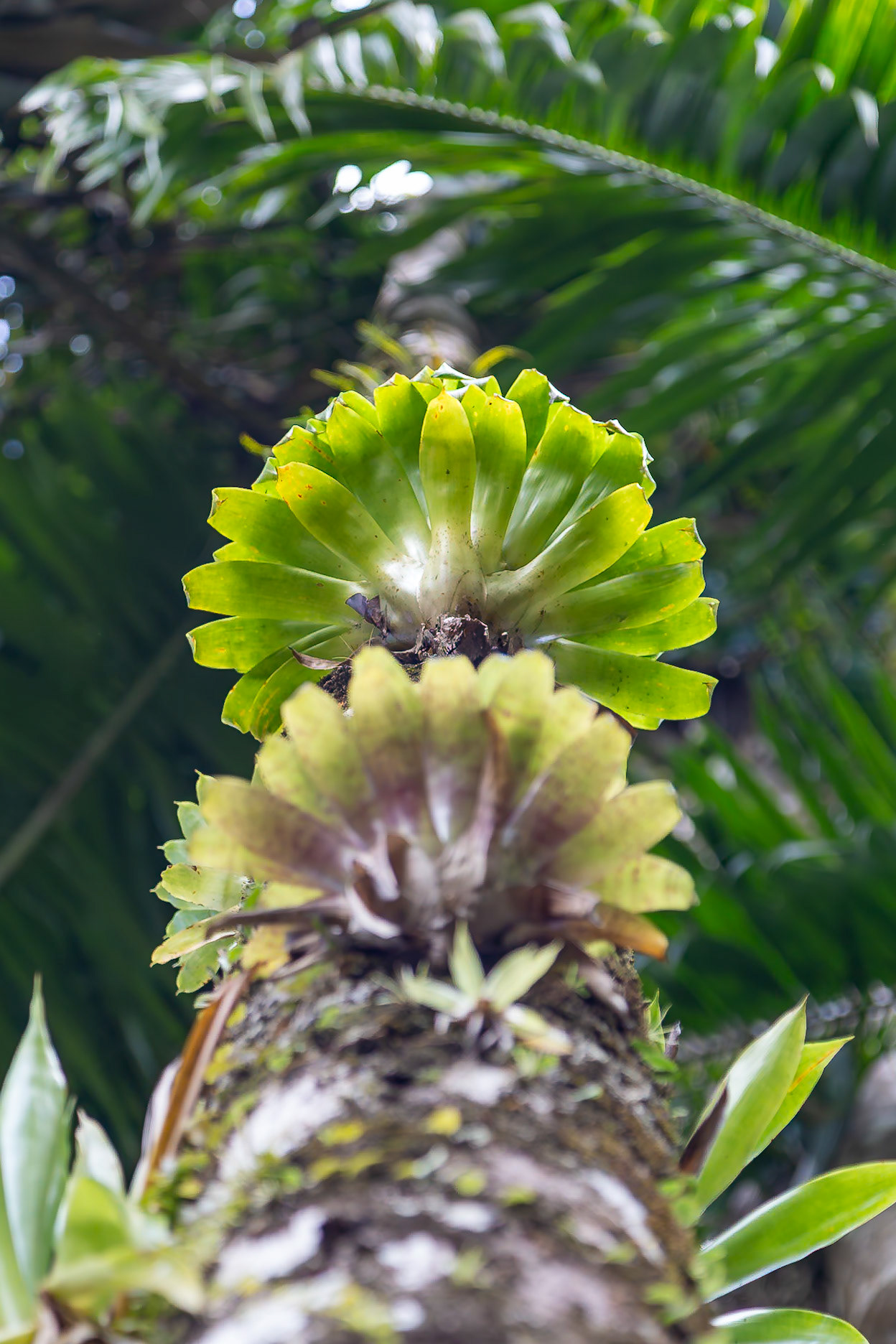 Jardin de Balata, Fort-de-France, Martinique [Jan 2025]