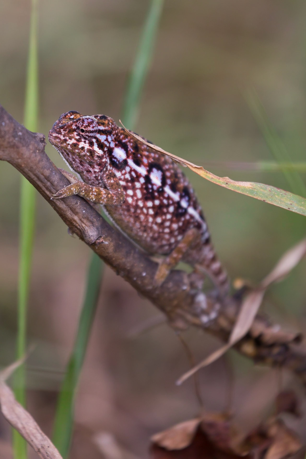 Anja Community Reserve, Haute Matsiatra, Madagascar [Apr 2019]