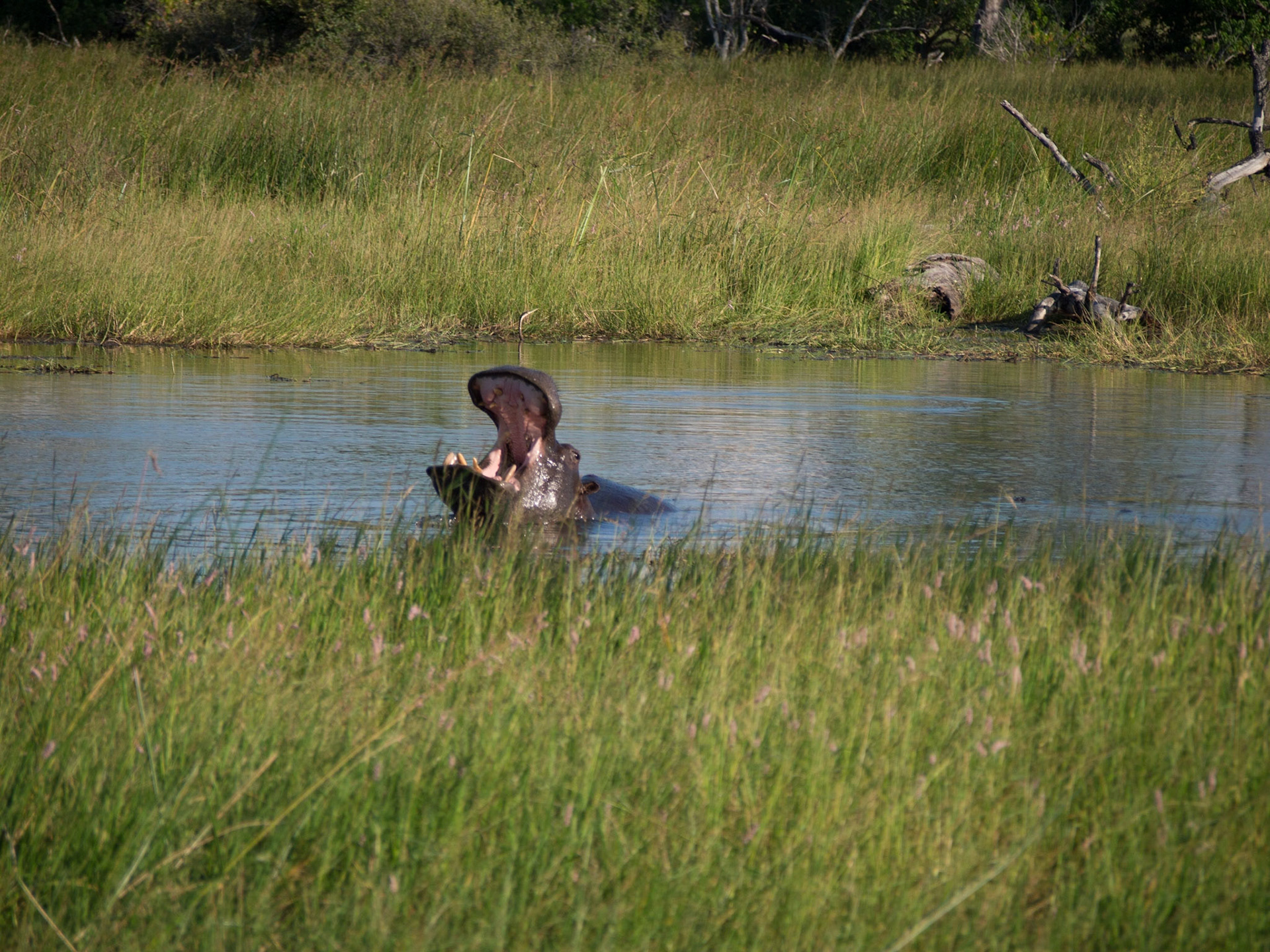 , North West, Botswana [Apr 2014]